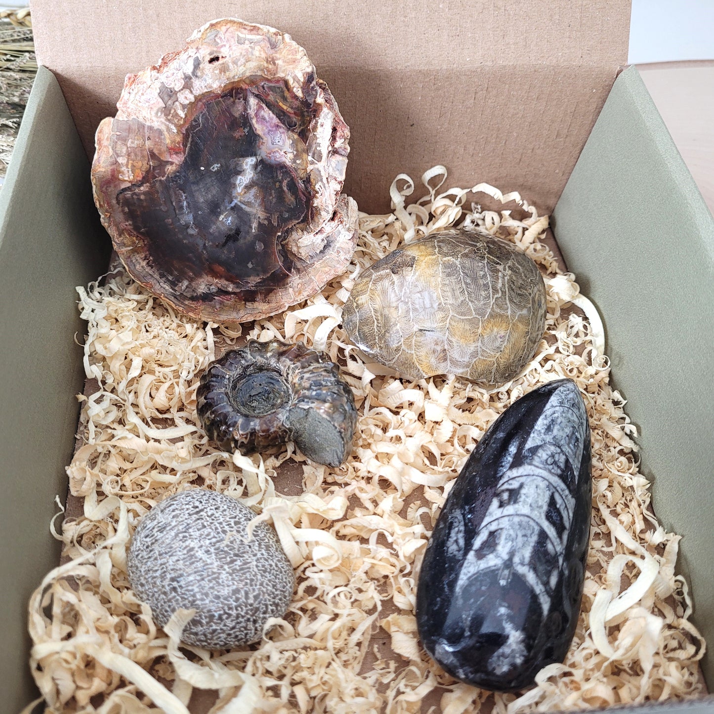 Fossilien Box "Urzeitenergie" Versteinertes Holz, Versteinerte Koralle, Ammoniten Fossil, Versteinerter Dinosaurier Knochen Handstein, Orthoceraten Fossil, mit Beschreibung der einzelnen Fossilien