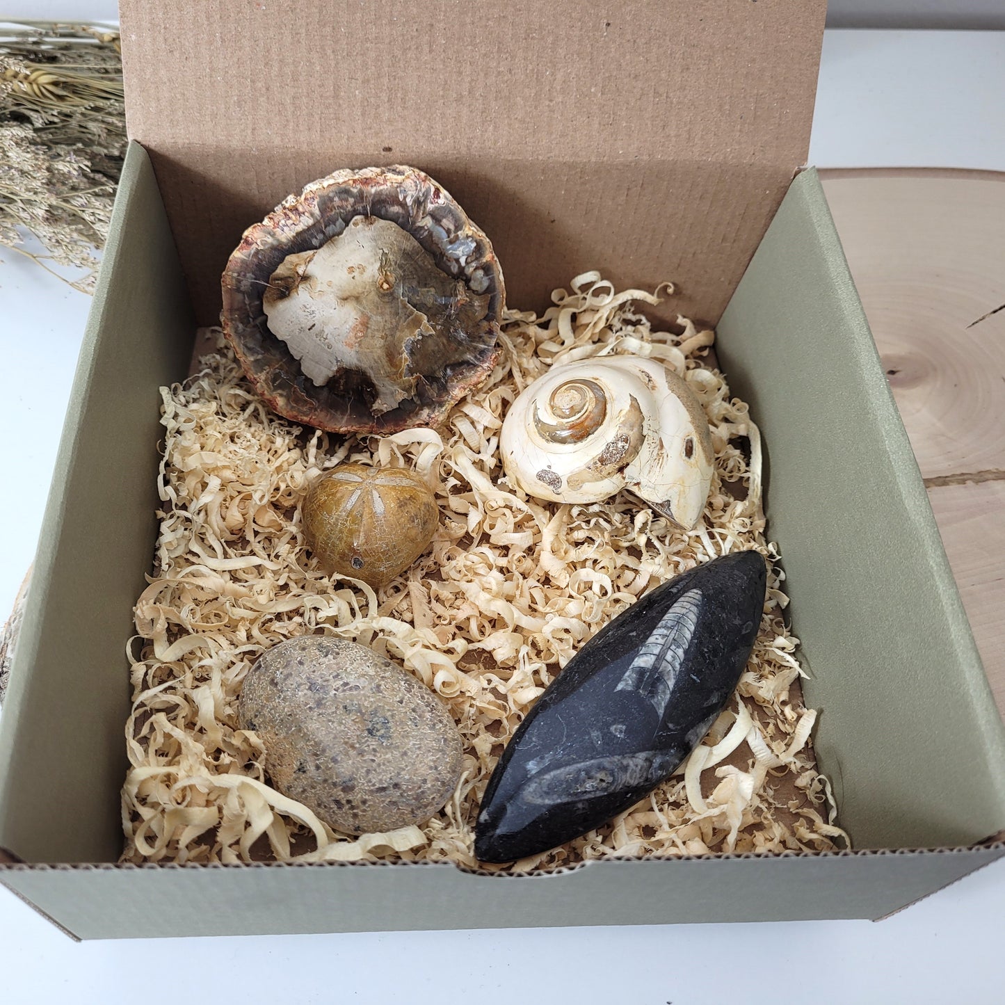 Fossilien Box "Urzeitenergie" Versteinertes Holz, Orthoceraten Fossil, Herzseeigel Fossil, Versteinerter Dinosaurier Knochen Handstein, Versteinerte Meeresschnecke Fossil, mit Beschreibung der einzelnen Fossilien