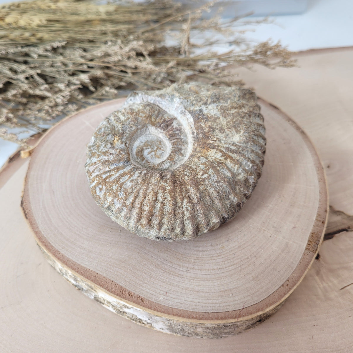 Ammonit Fossil Calcycoceras in Muttergestein