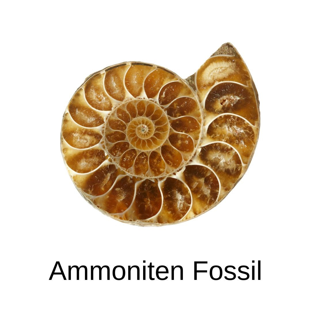 Ammoniten Fossil