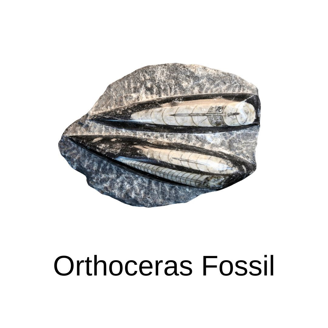 Orthoceras Fossilien kaufen