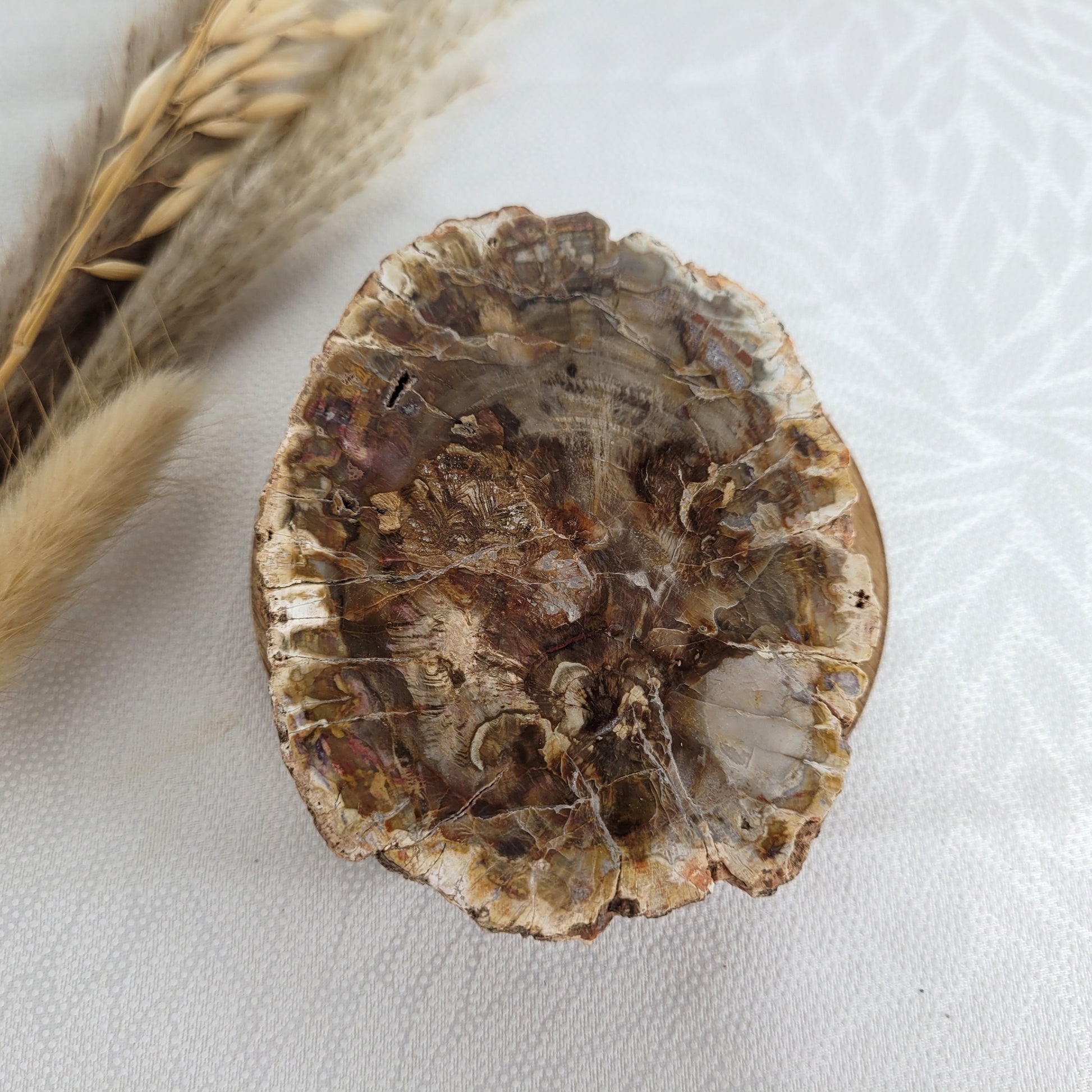 Versteinertes fossiles Holz