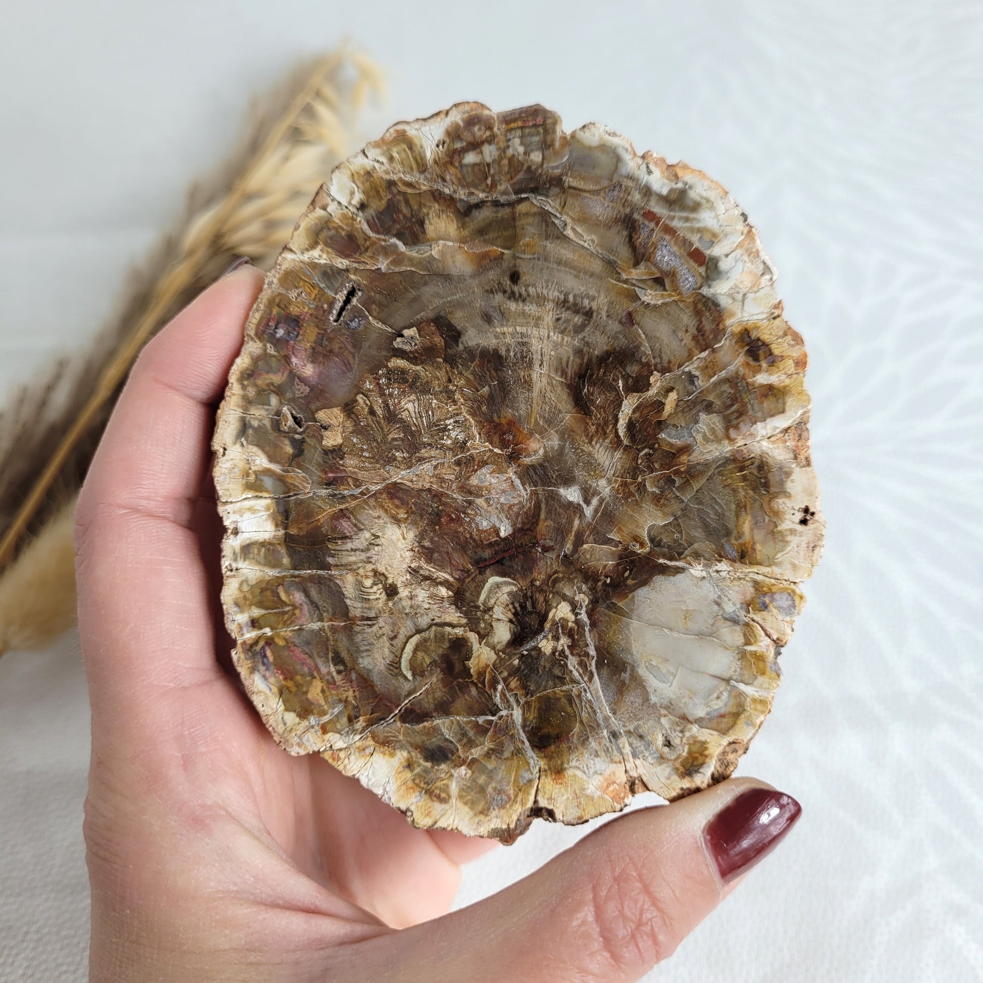 Versteinertes fossiles Holz