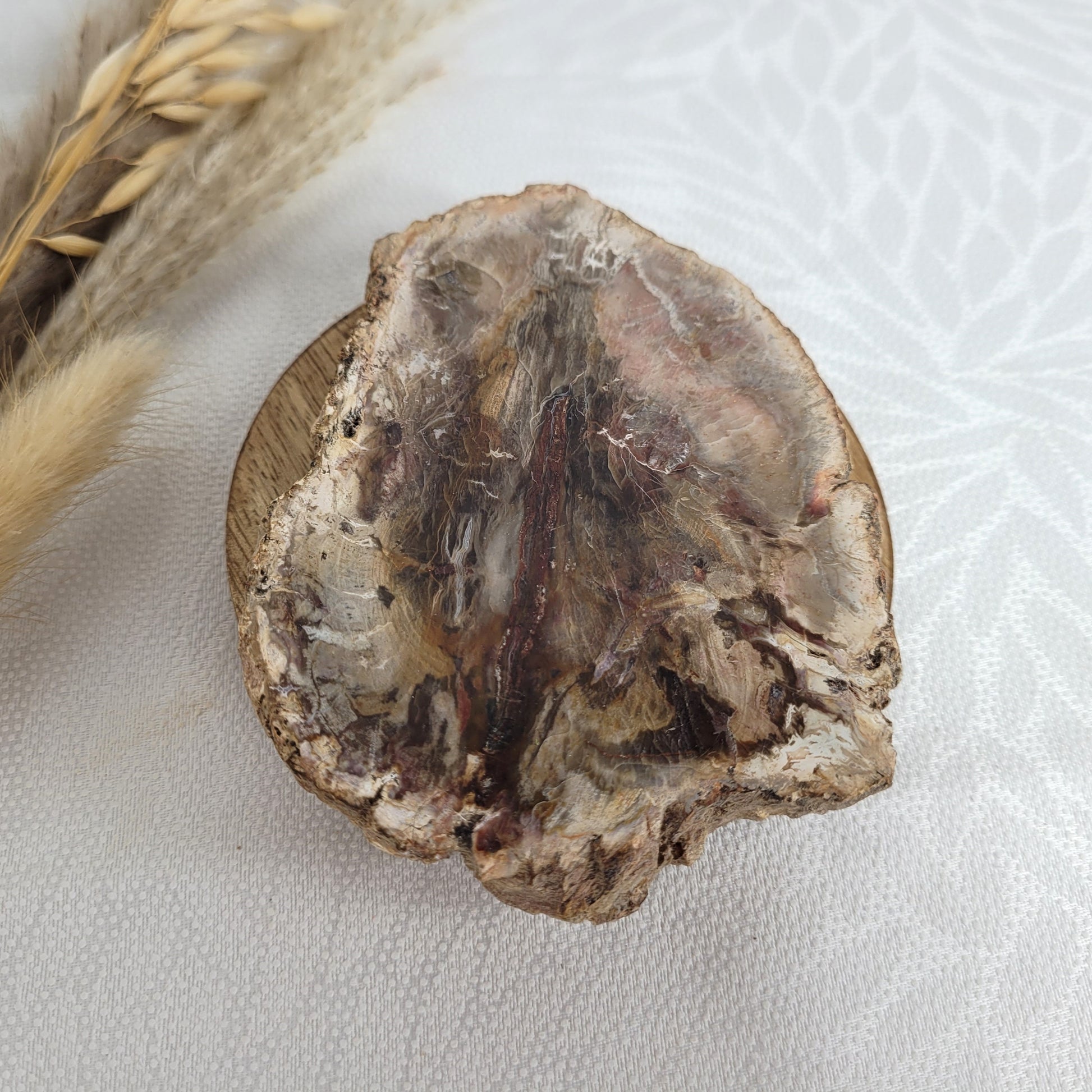 Versteinertes fossiles Holz
