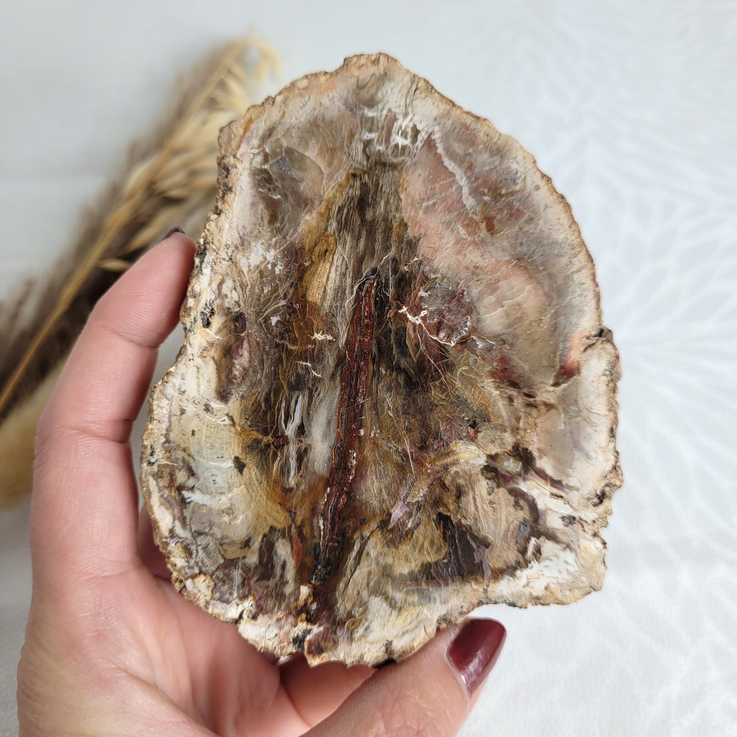 Versteinertes fossiles Holz