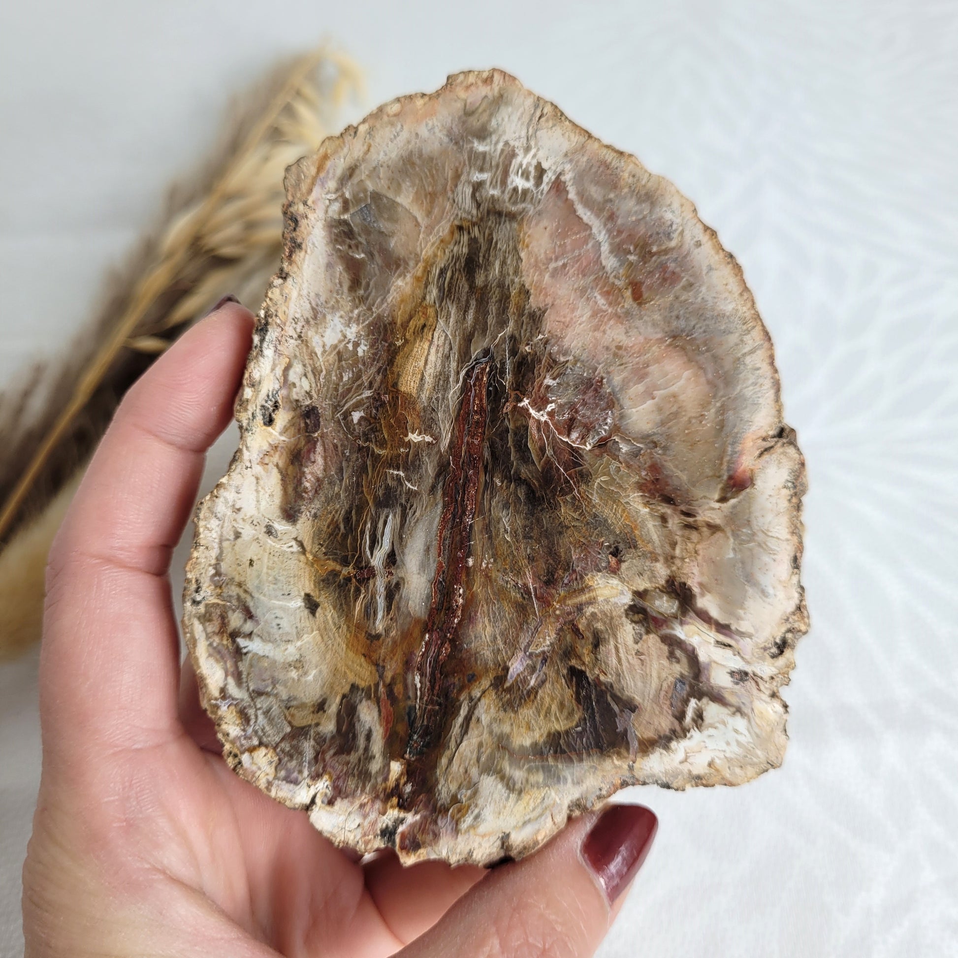 Versteinertes fossiles Holz