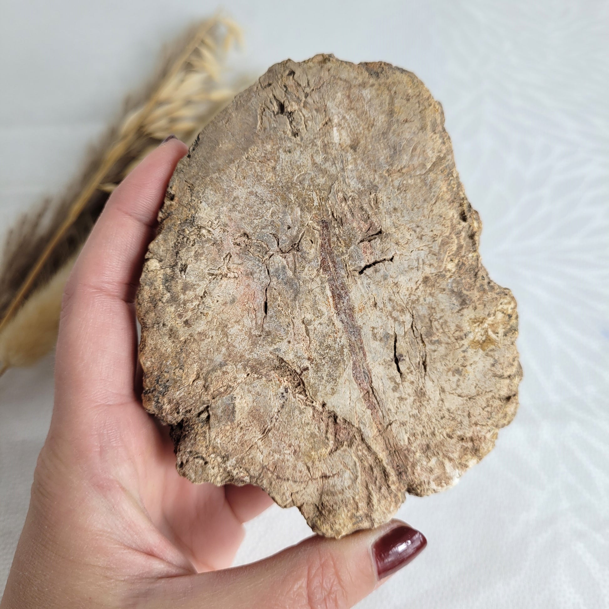 Versteinertes fossiles Holz