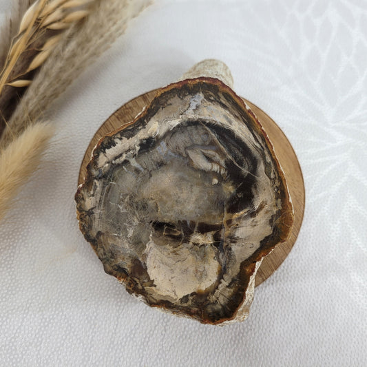 Versteinertes fossiles Holz