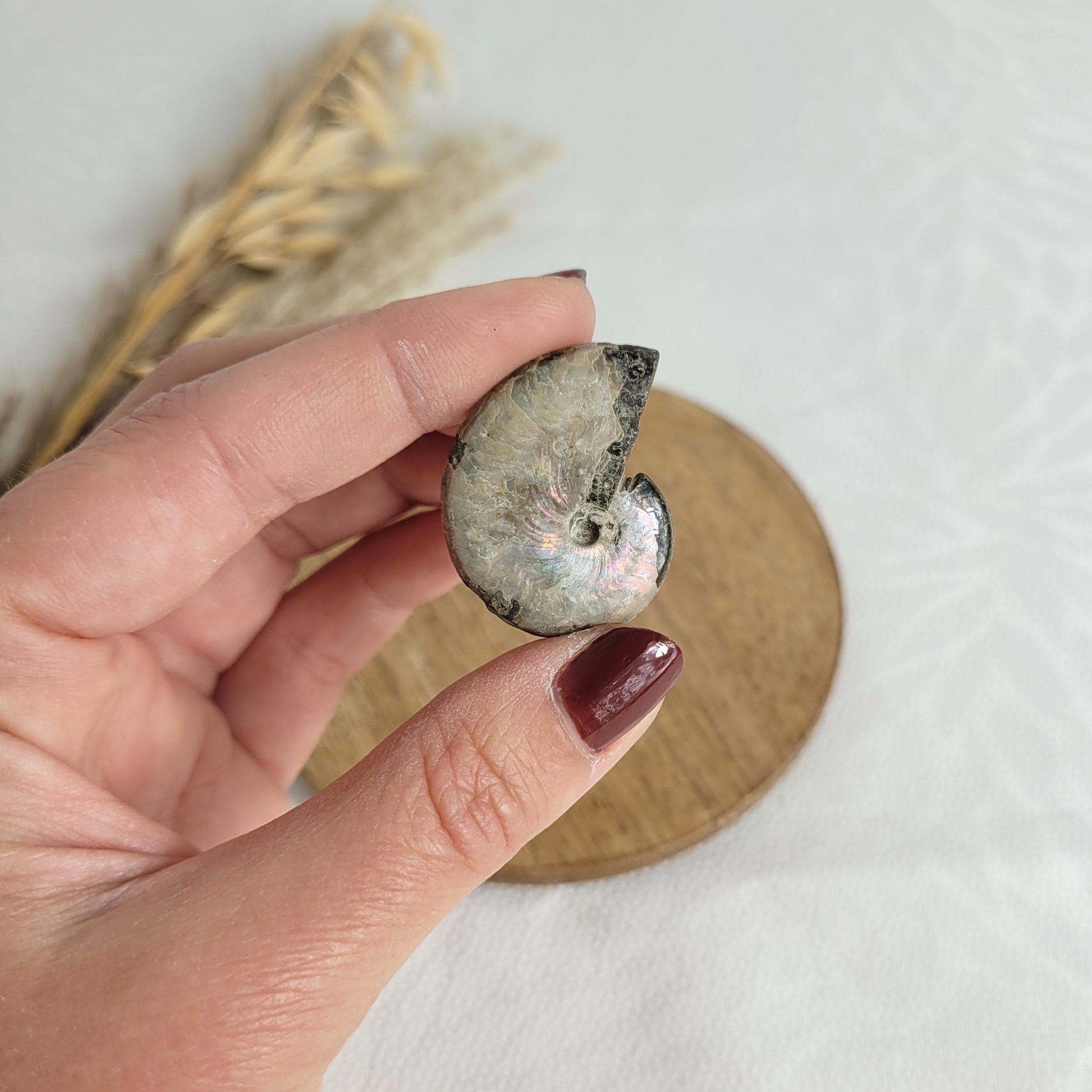 Ammonit Fossil opalisierend