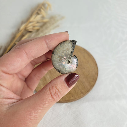 Ammonit Fossil opalisierend