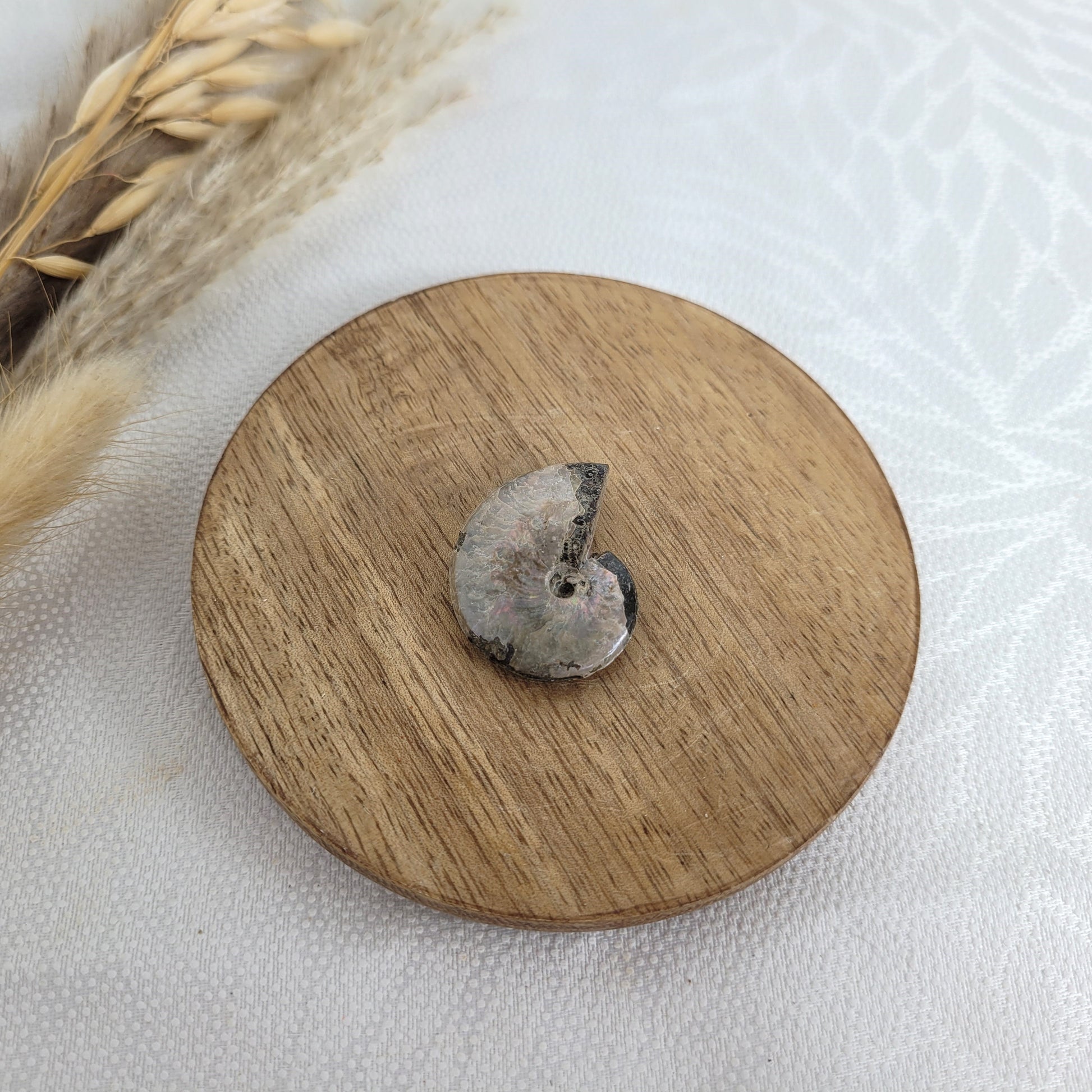 Ammonit Fossil opalisierend