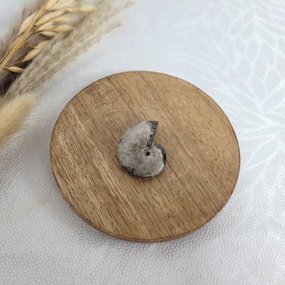 Ammonit Fossil opalisierend