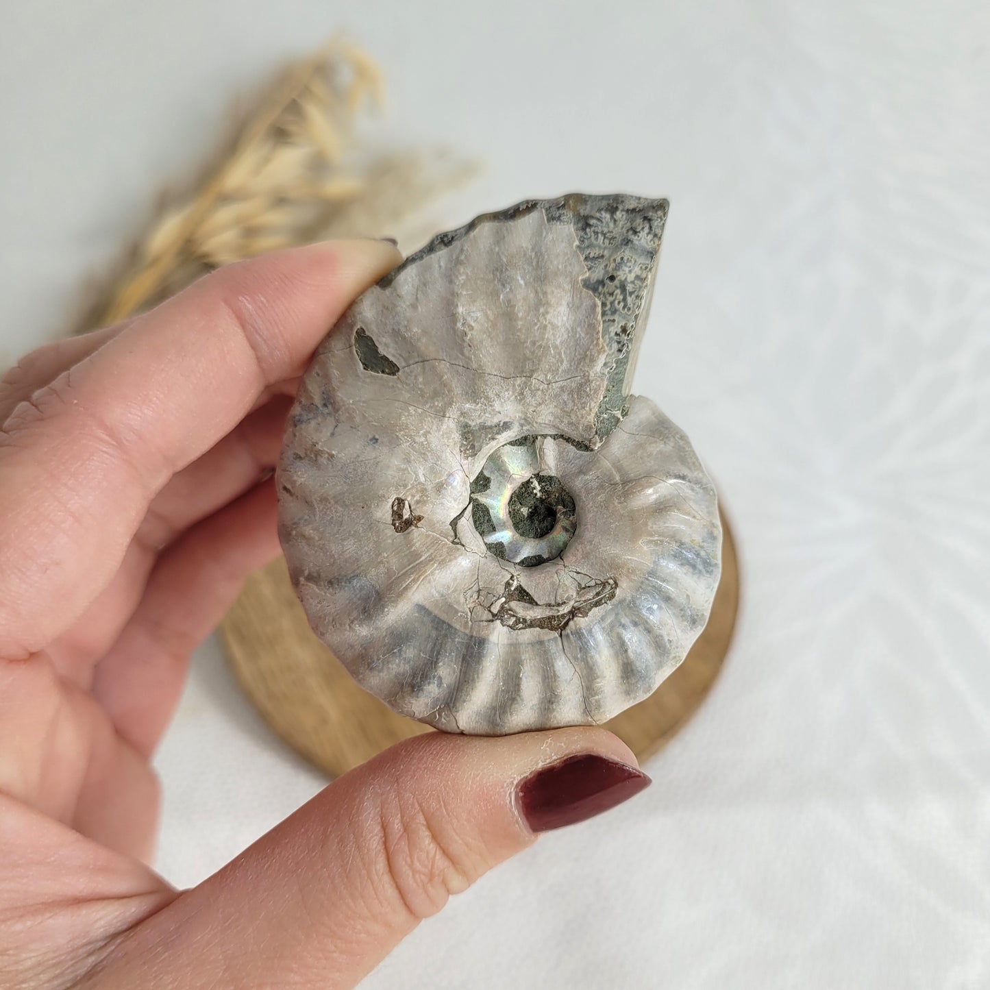 Ammonit Fossil
