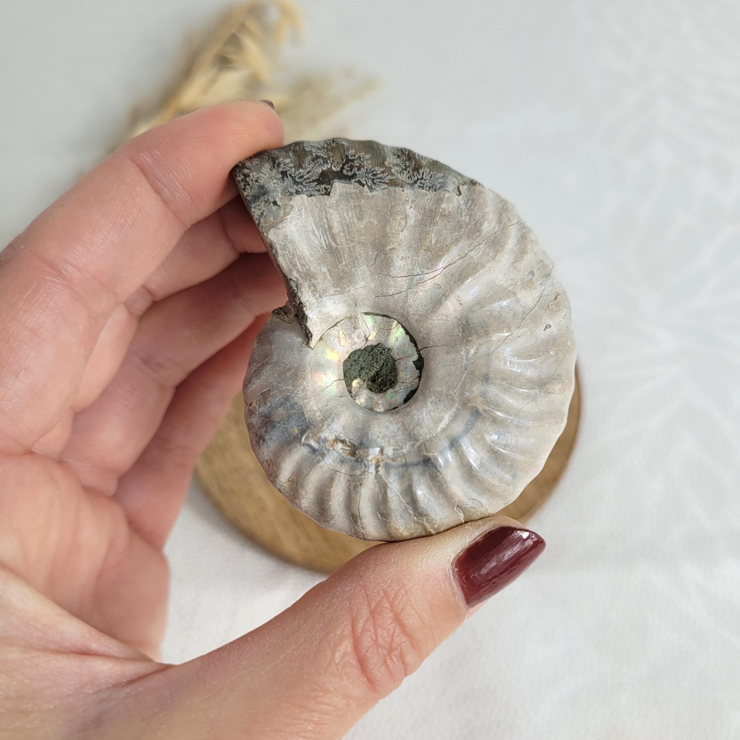 Ammonit Fossil