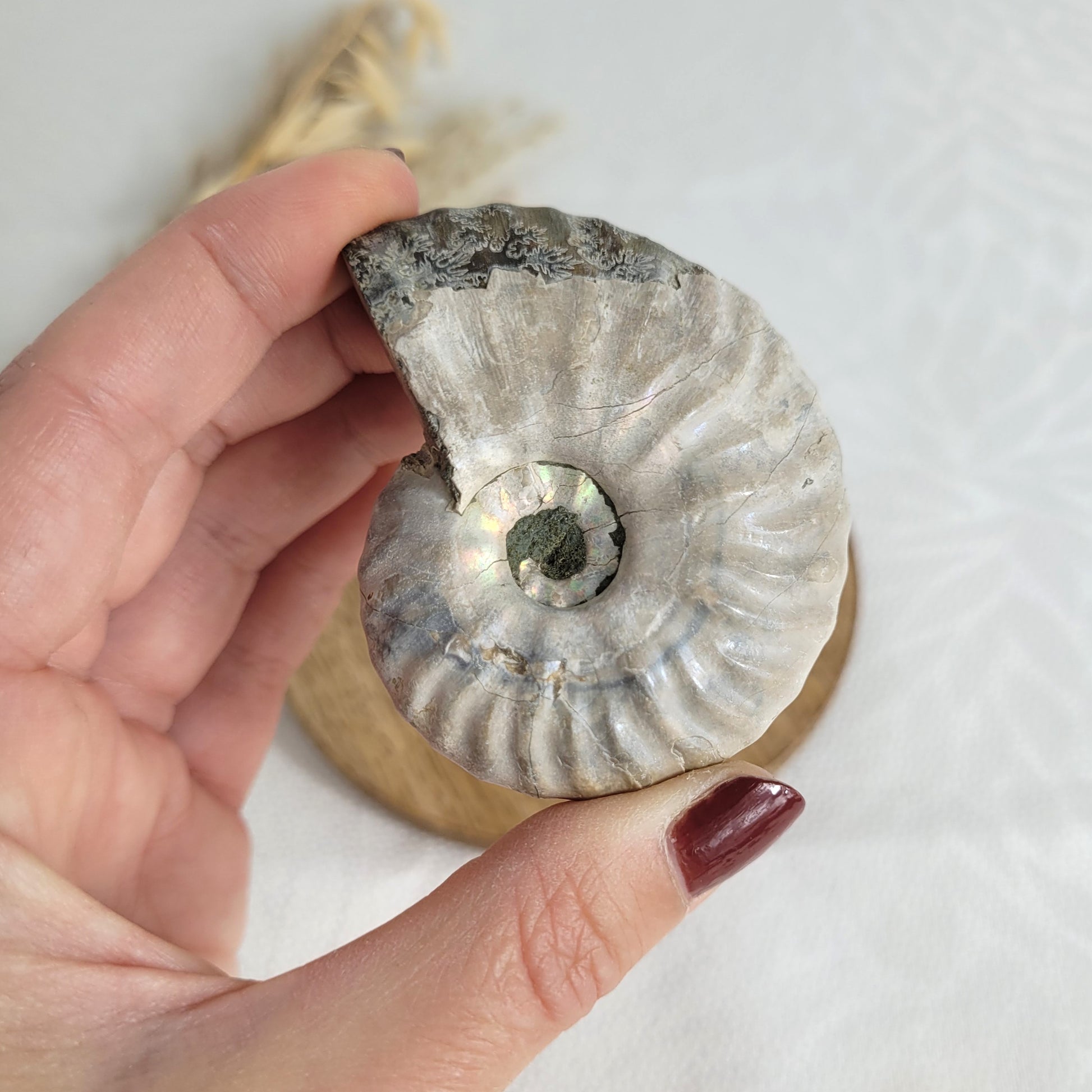 Ammonit Fossil