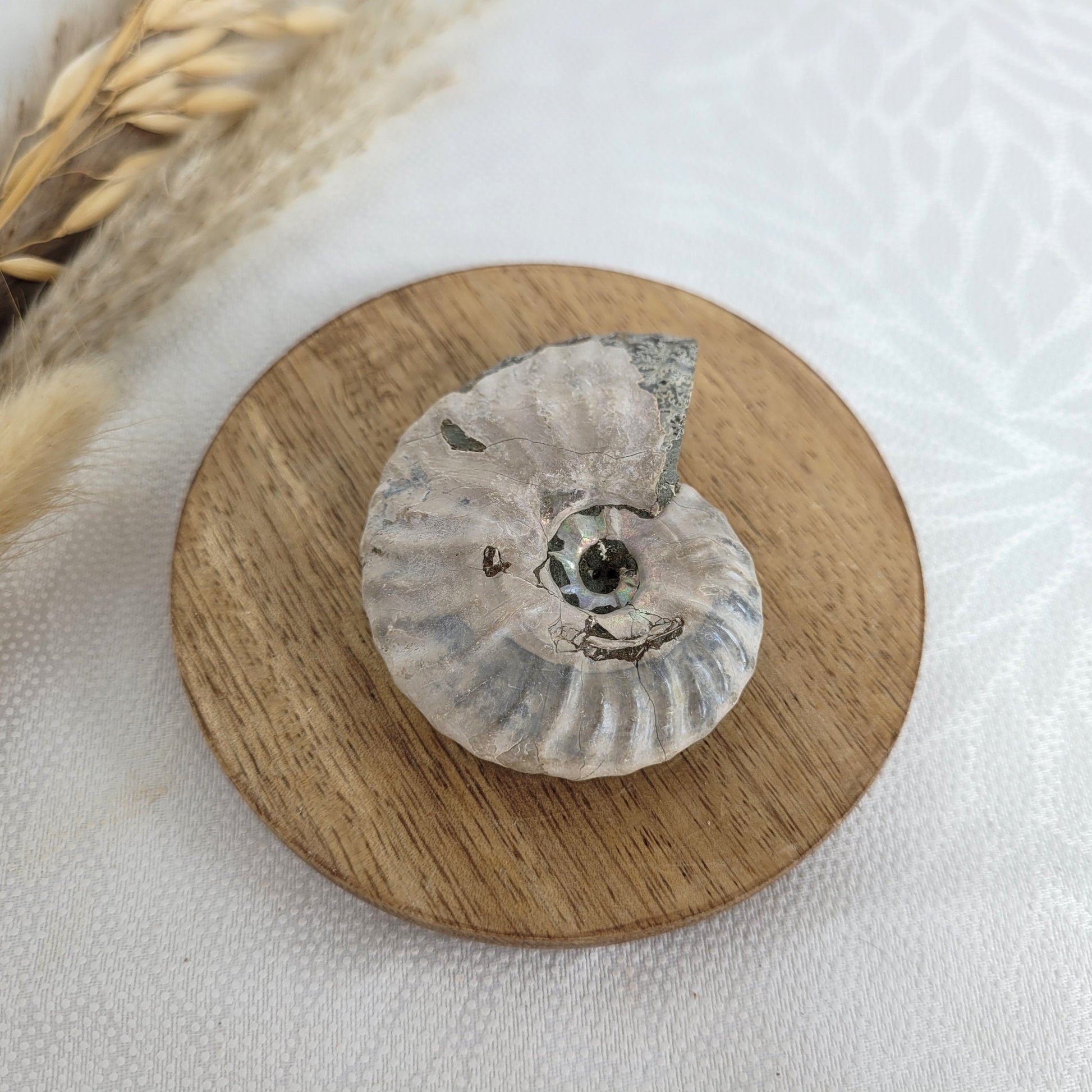 Ammonit Fossil