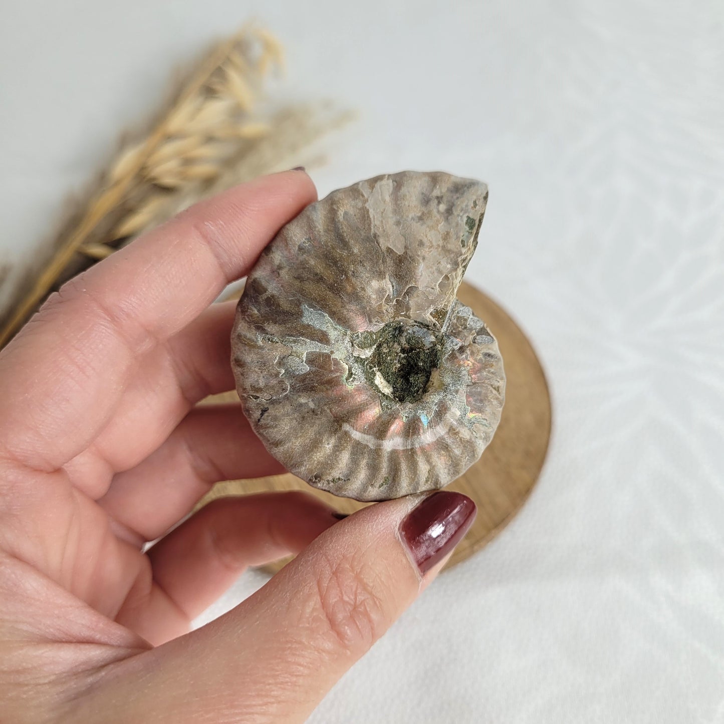 Ammonit Fossil