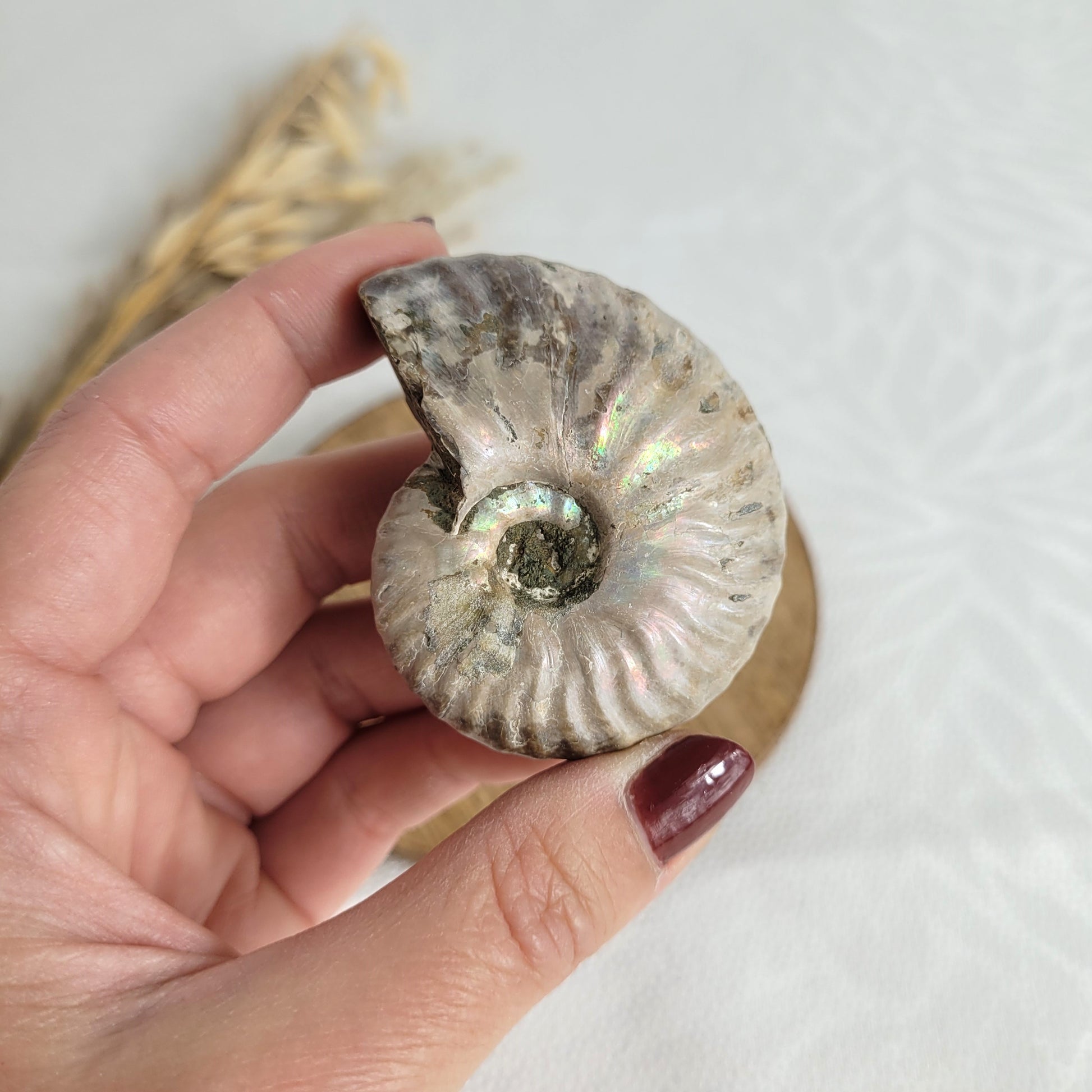 Ammonit Fossil