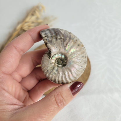 Ammonit Fossil