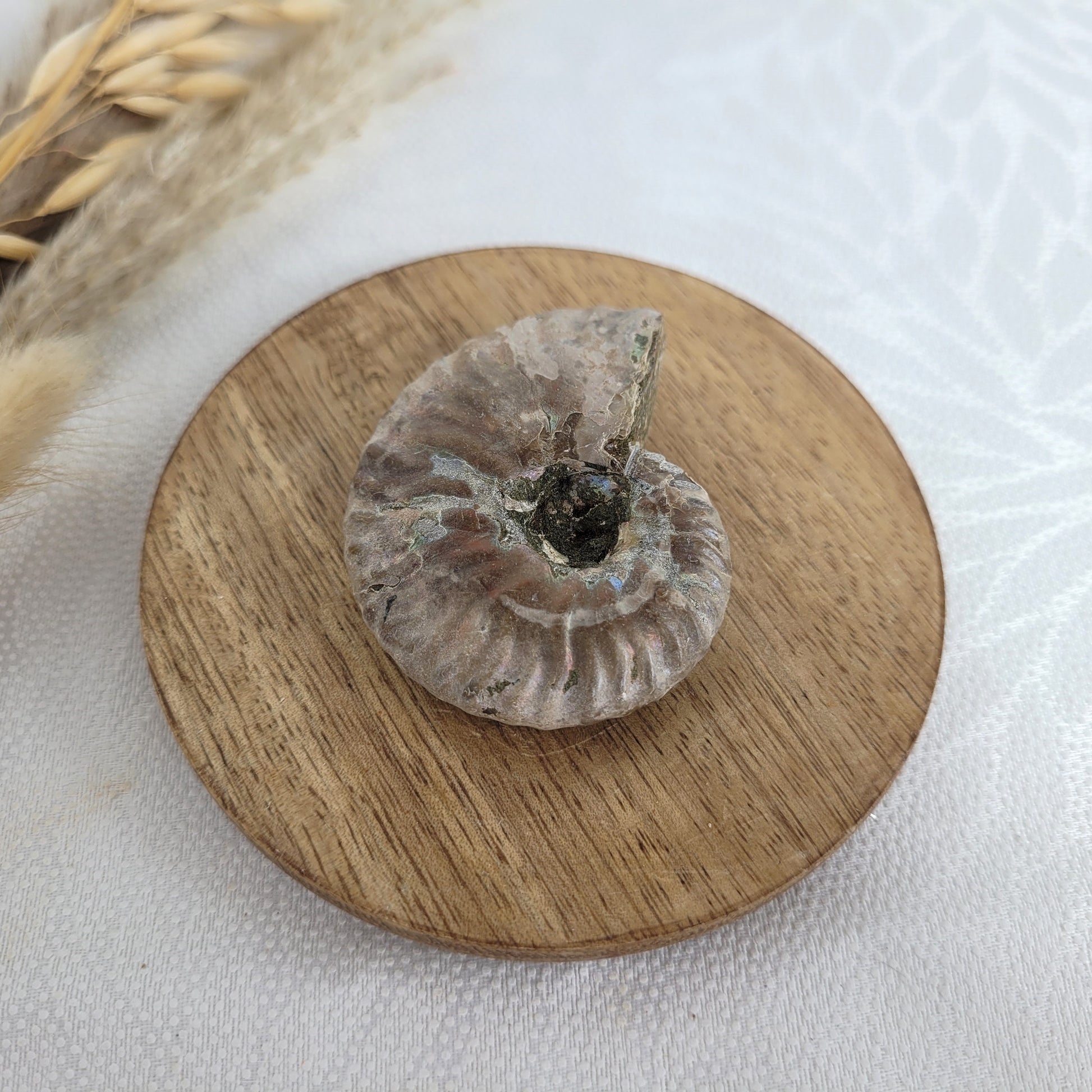 Ammonit Fossil
