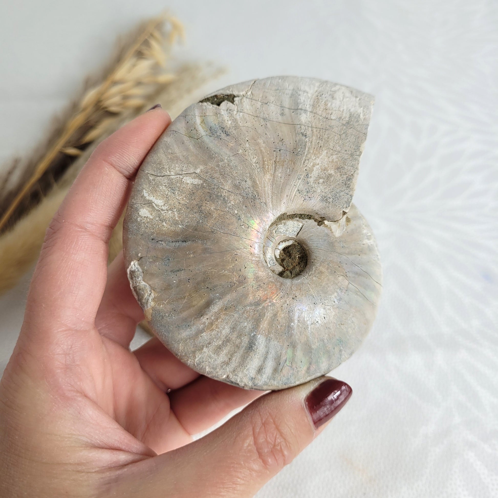 Ammonit Fossil