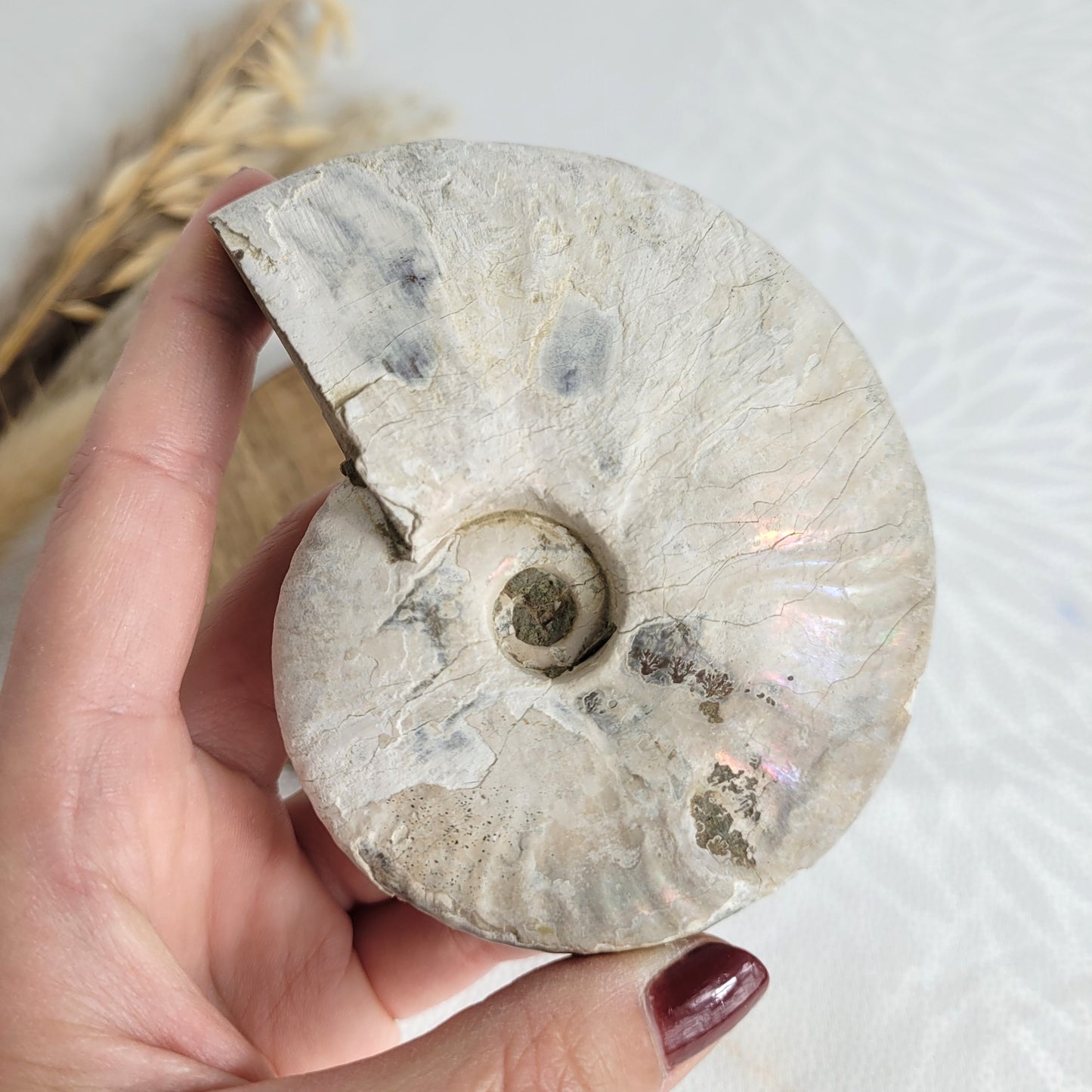 Ammonit Fossil