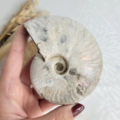Ammonit Fossil