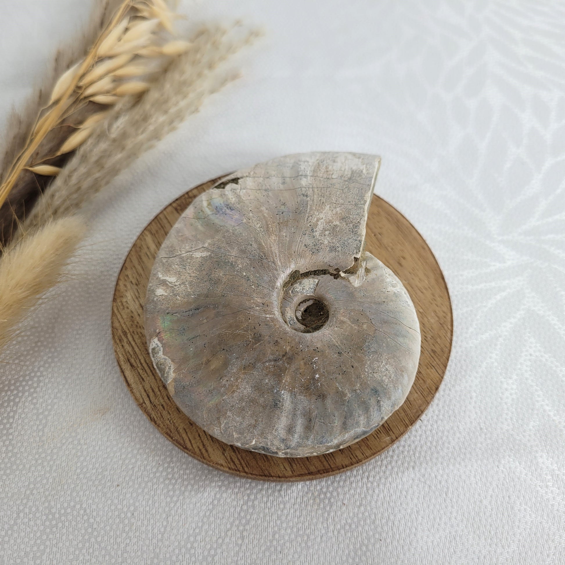 Ammonit Fossil