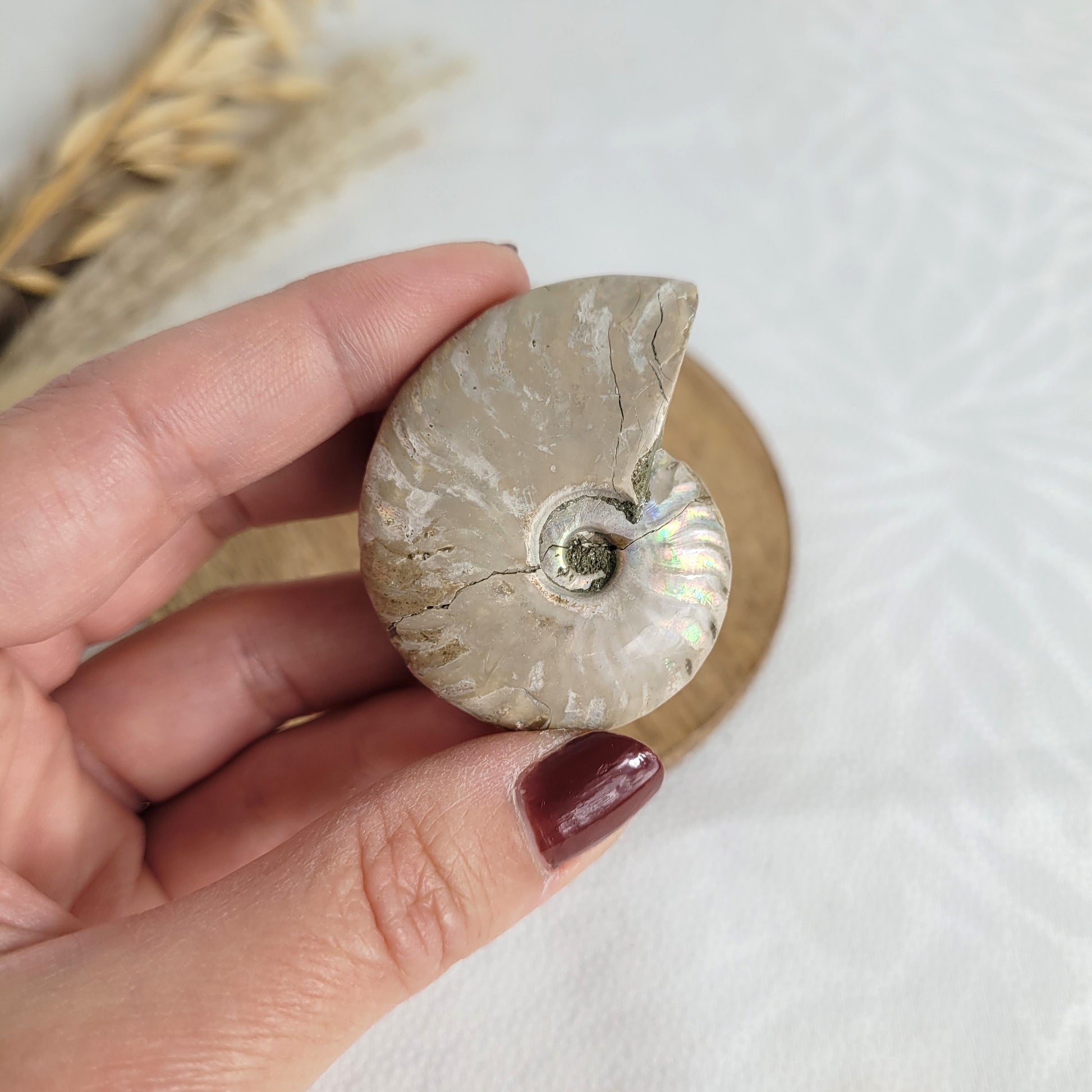 Ammonit Fossil