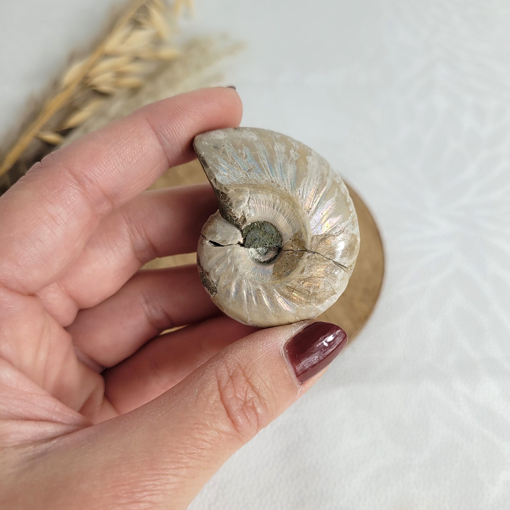 Ammonit Fossil