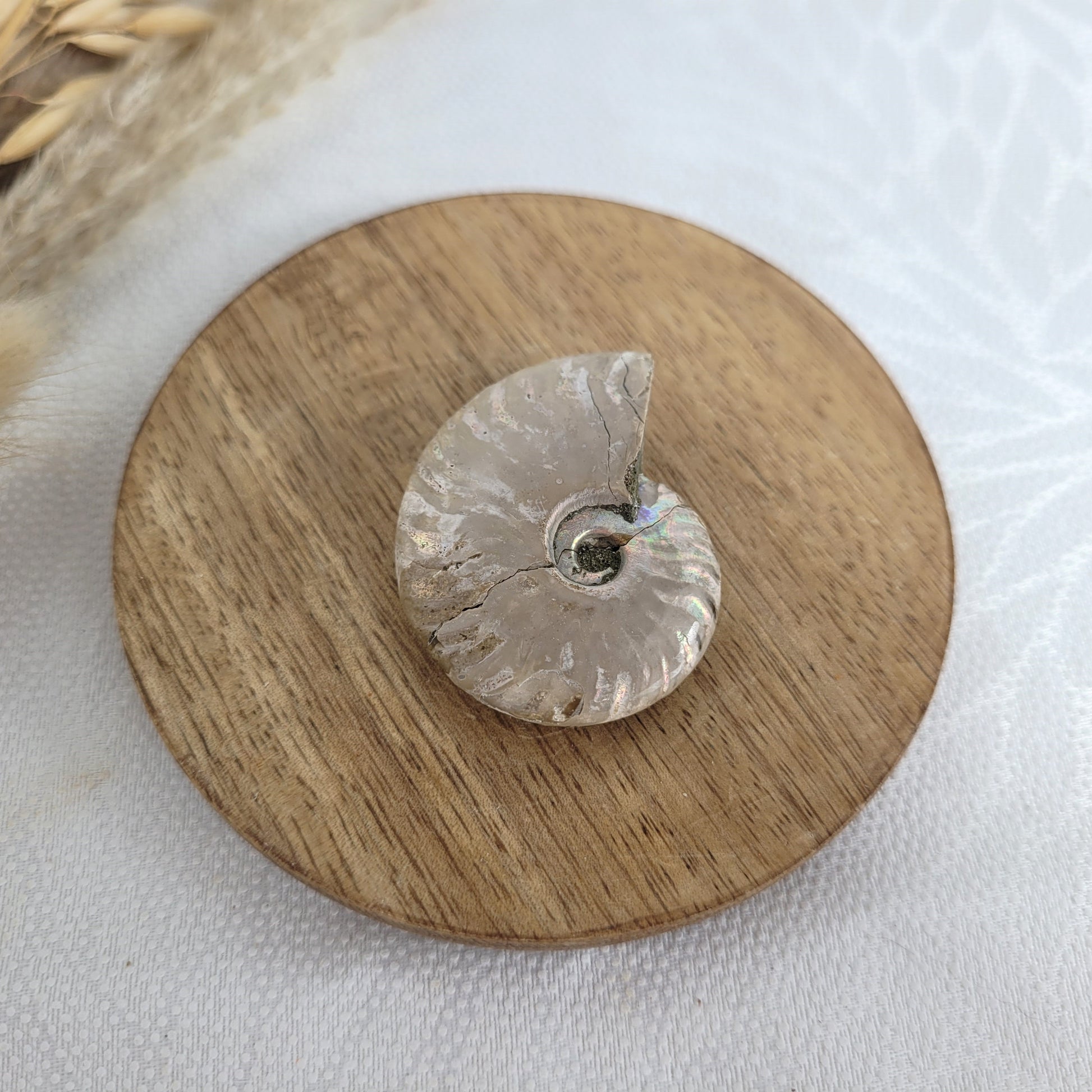 Ammonit Fossil