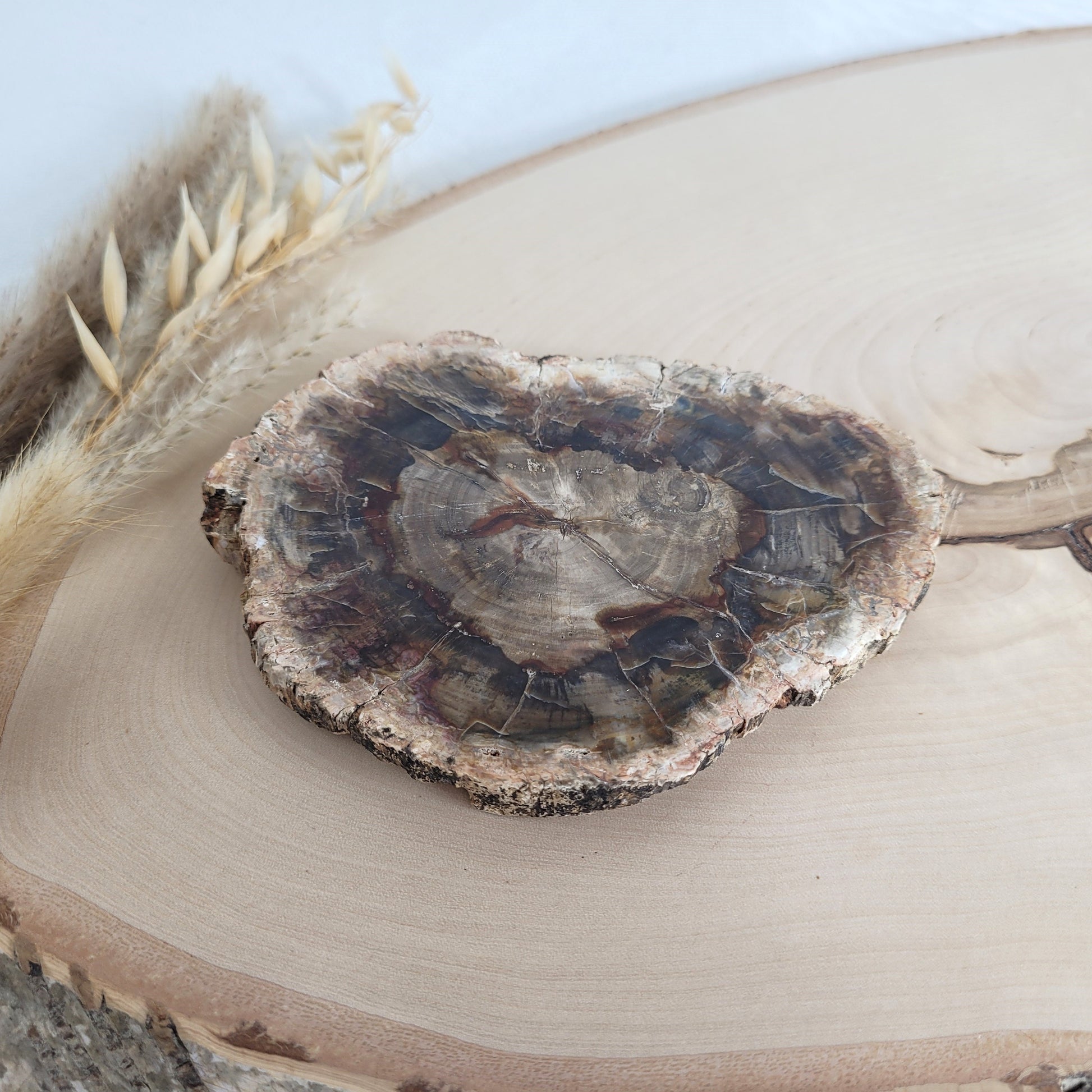 Versteinertes fossiles Holz Scheibe