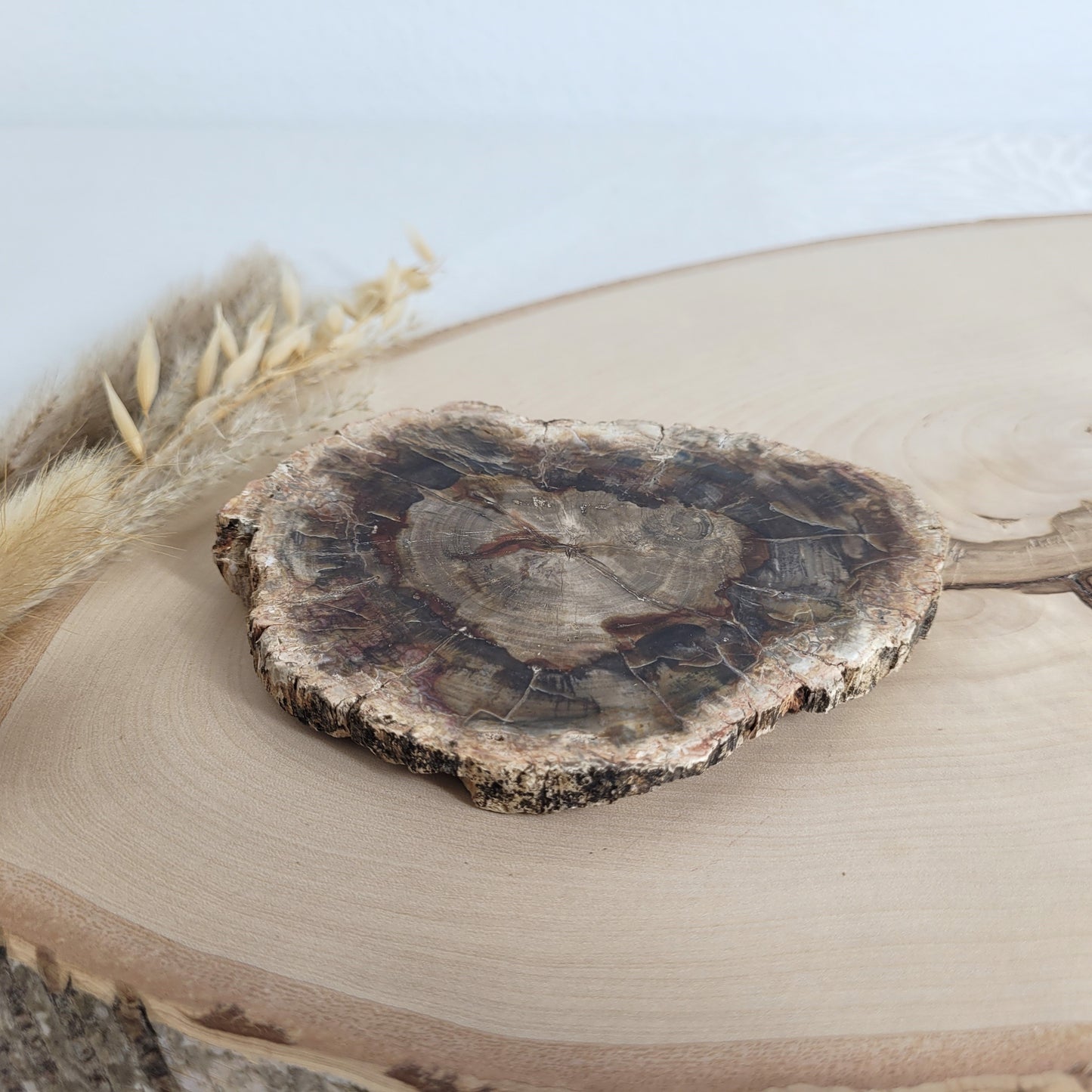 Versteinertes fossiles Holz Scheibe