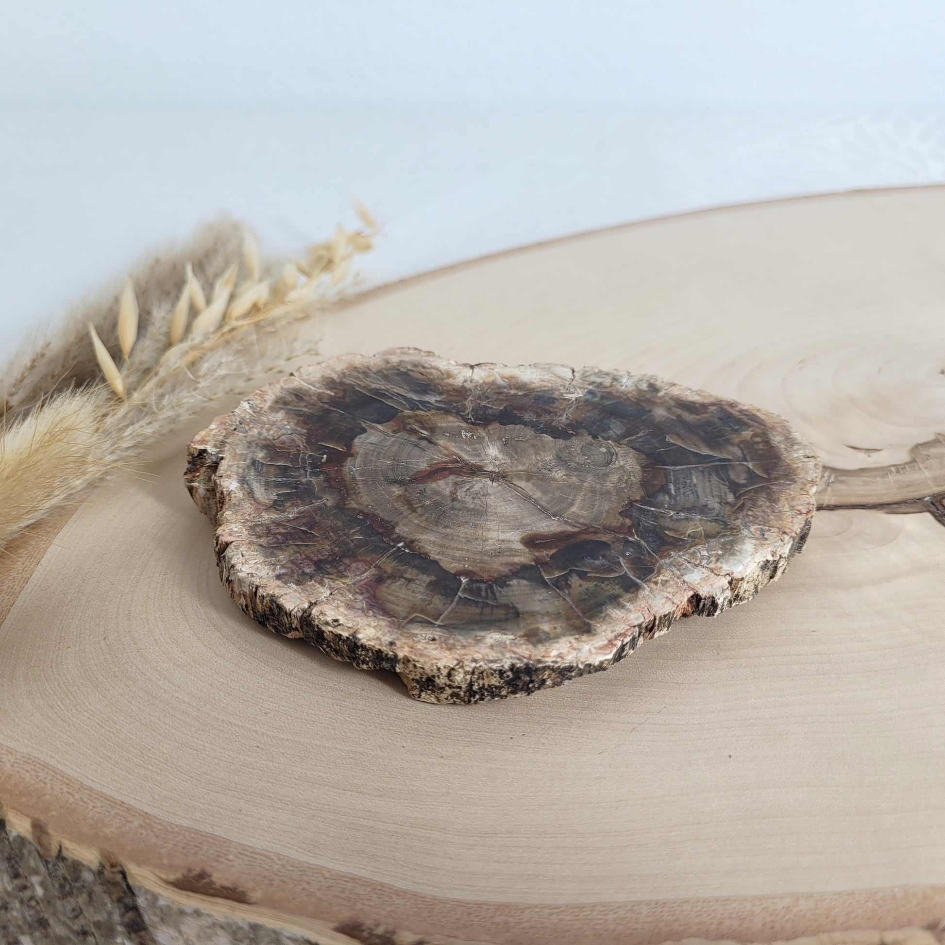 Versteinertes fossiles Holz Scheibe