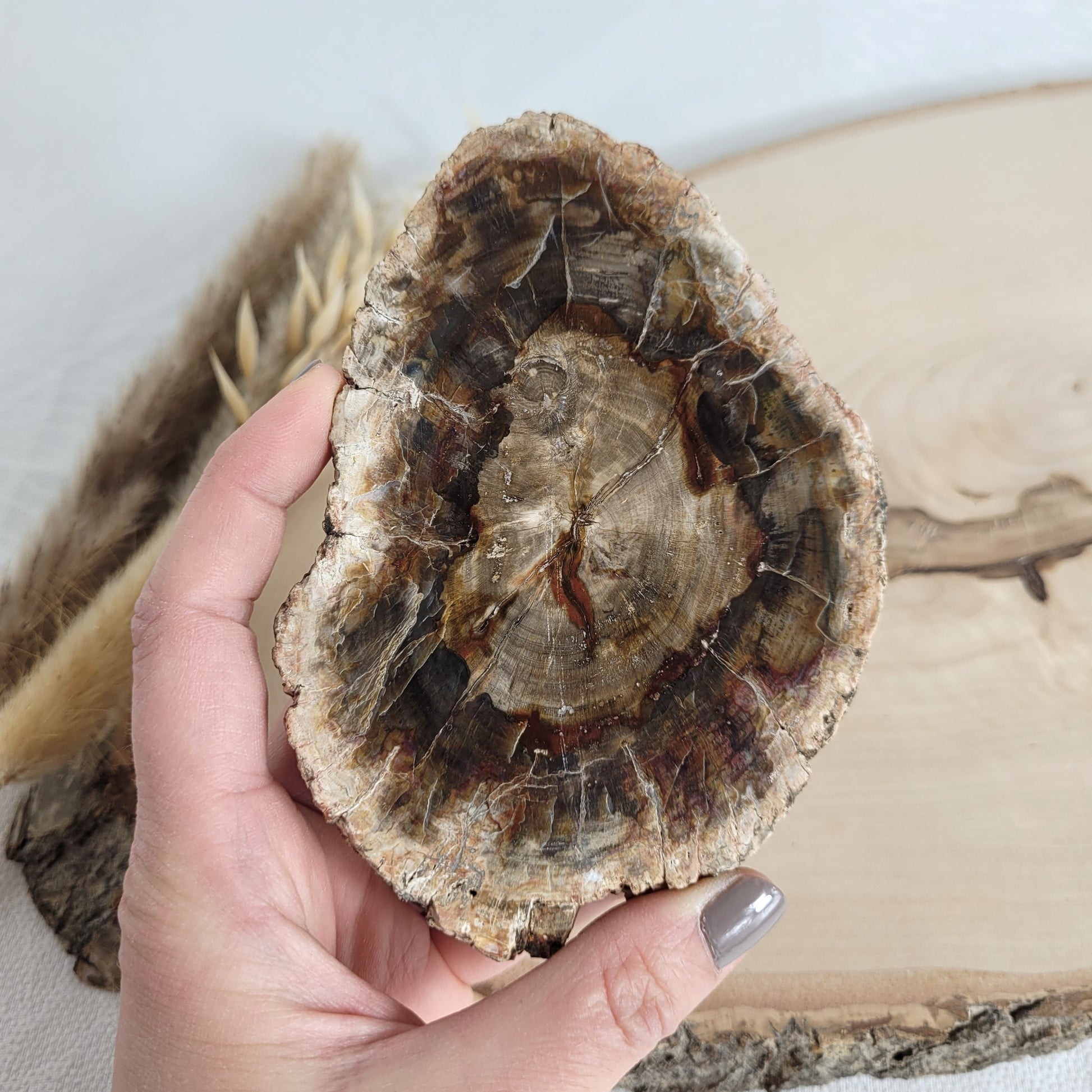 Versteinertes fossiles Holz Scheibe