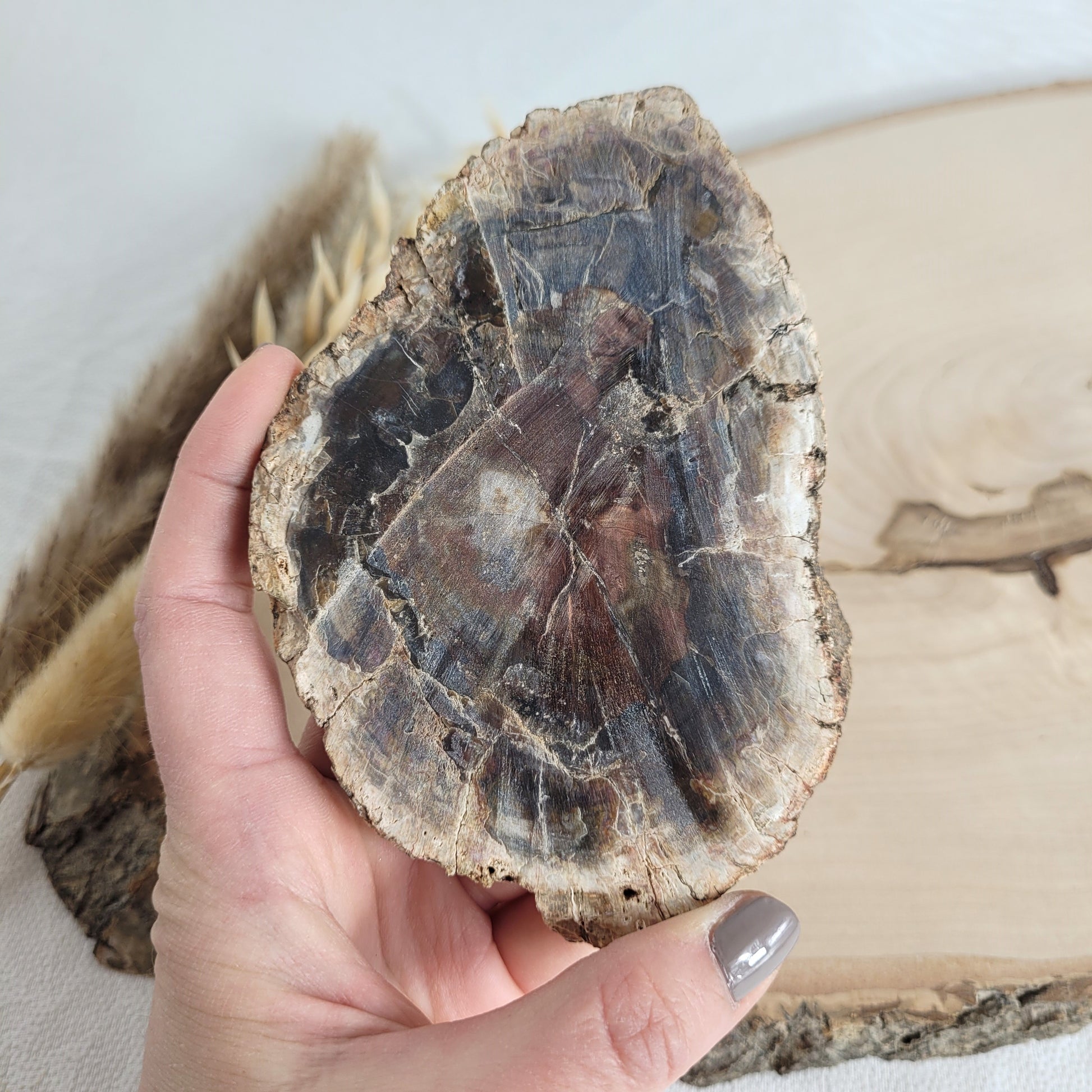 Versteinertes fossiles Holz Scheibe