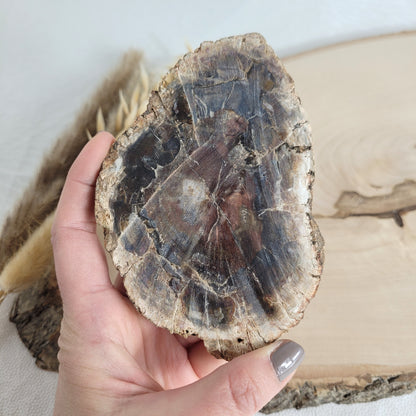 Versteinertes fossiles Holz Scheibe