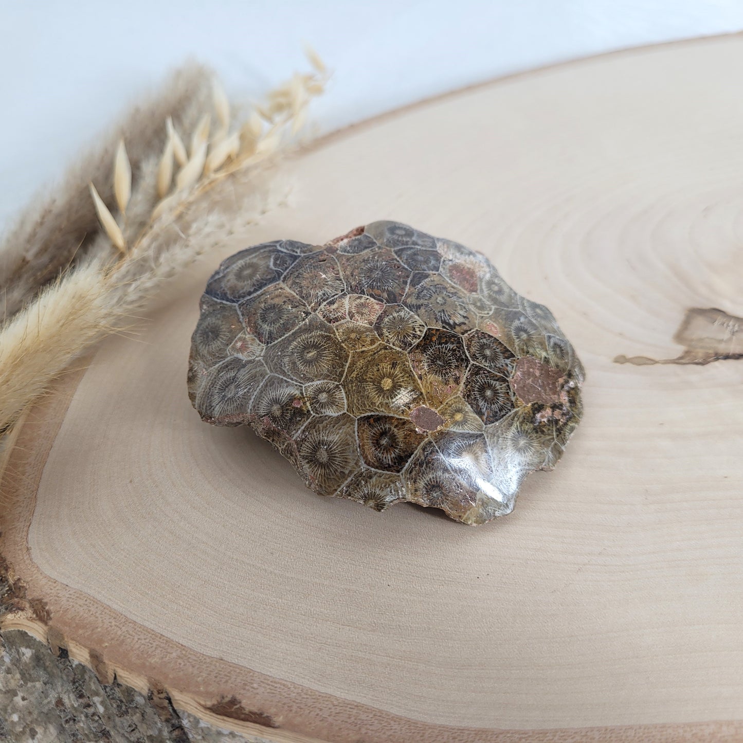 Versteinertes Korallenstück Fossil