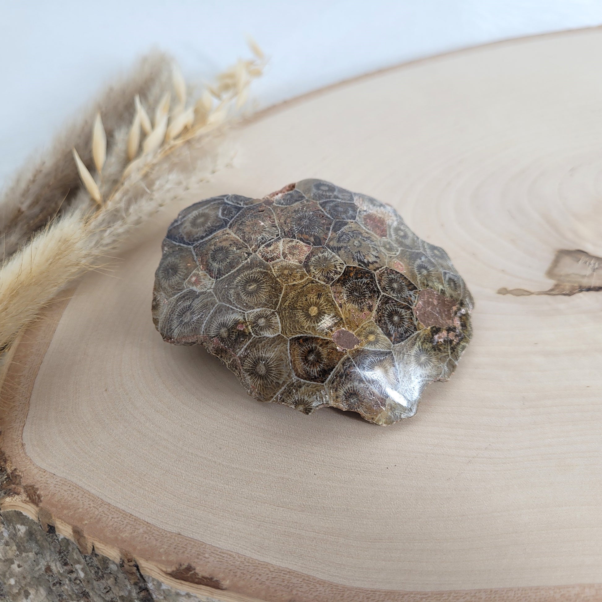 Versteinertes Korallenstück Fossil