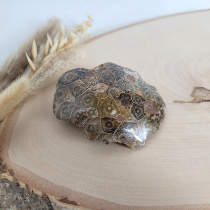 Versteinertes Korallenstück Fossil