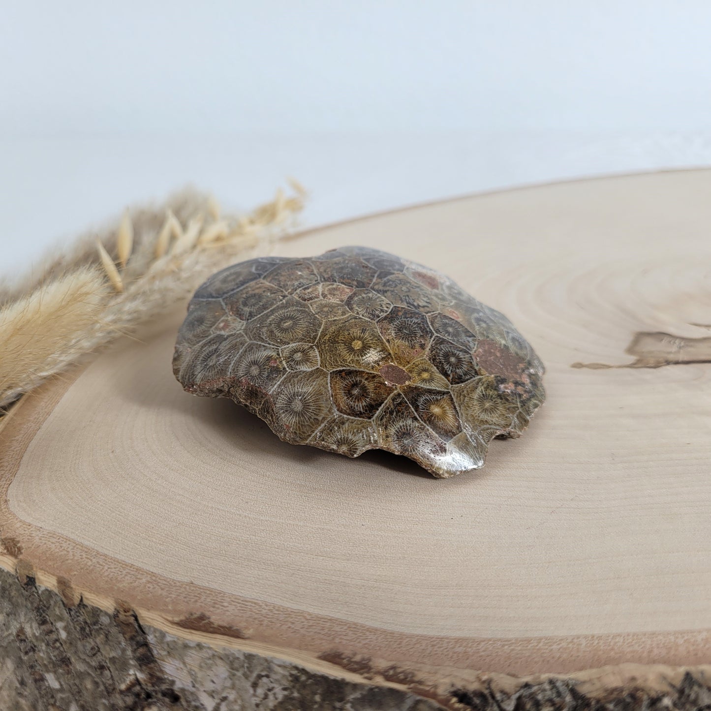 Versteinertes Korallenstück Fossil