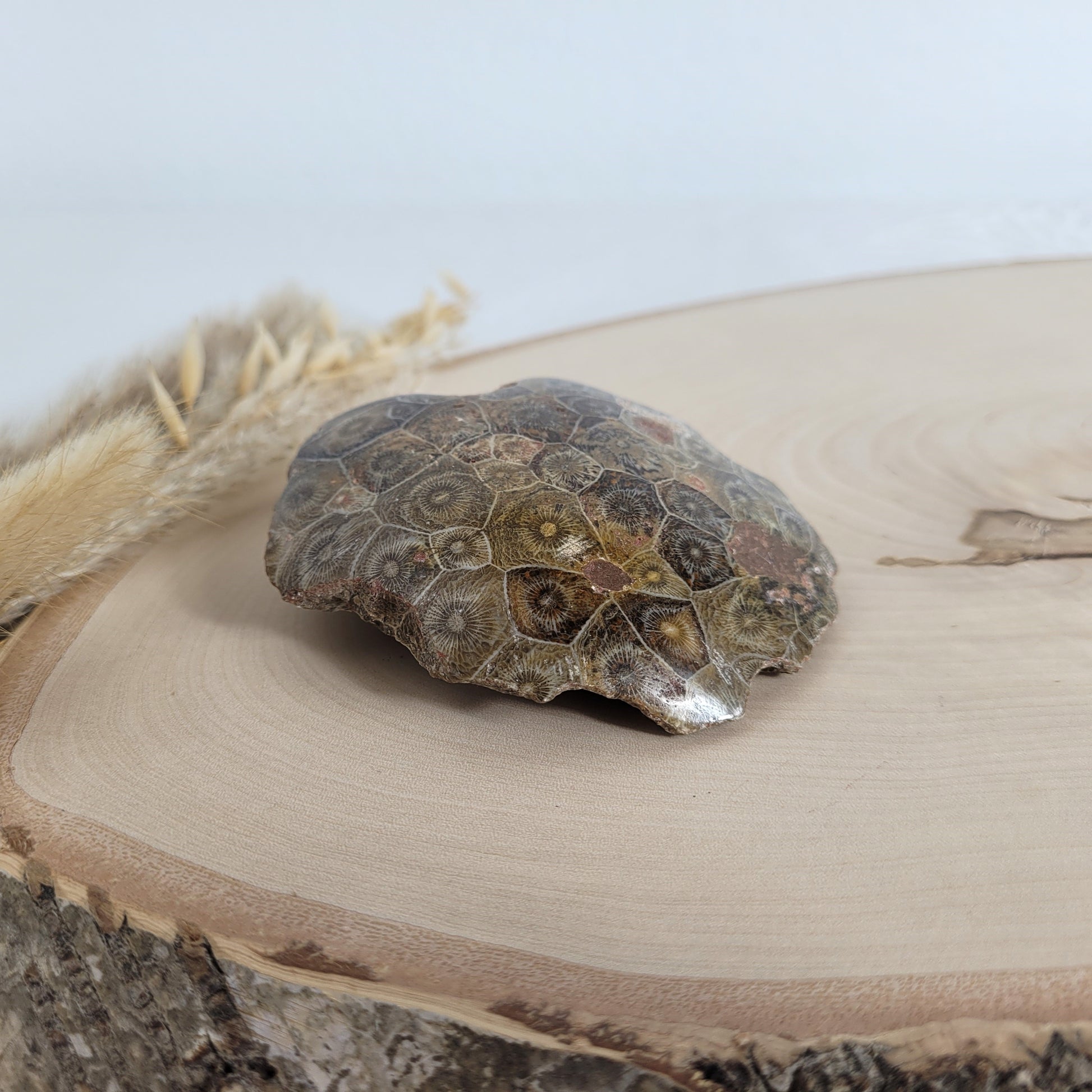 Versteinertes Korallenstück Fossil
