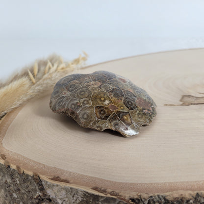 Versteinertes Korallenstück Fossil