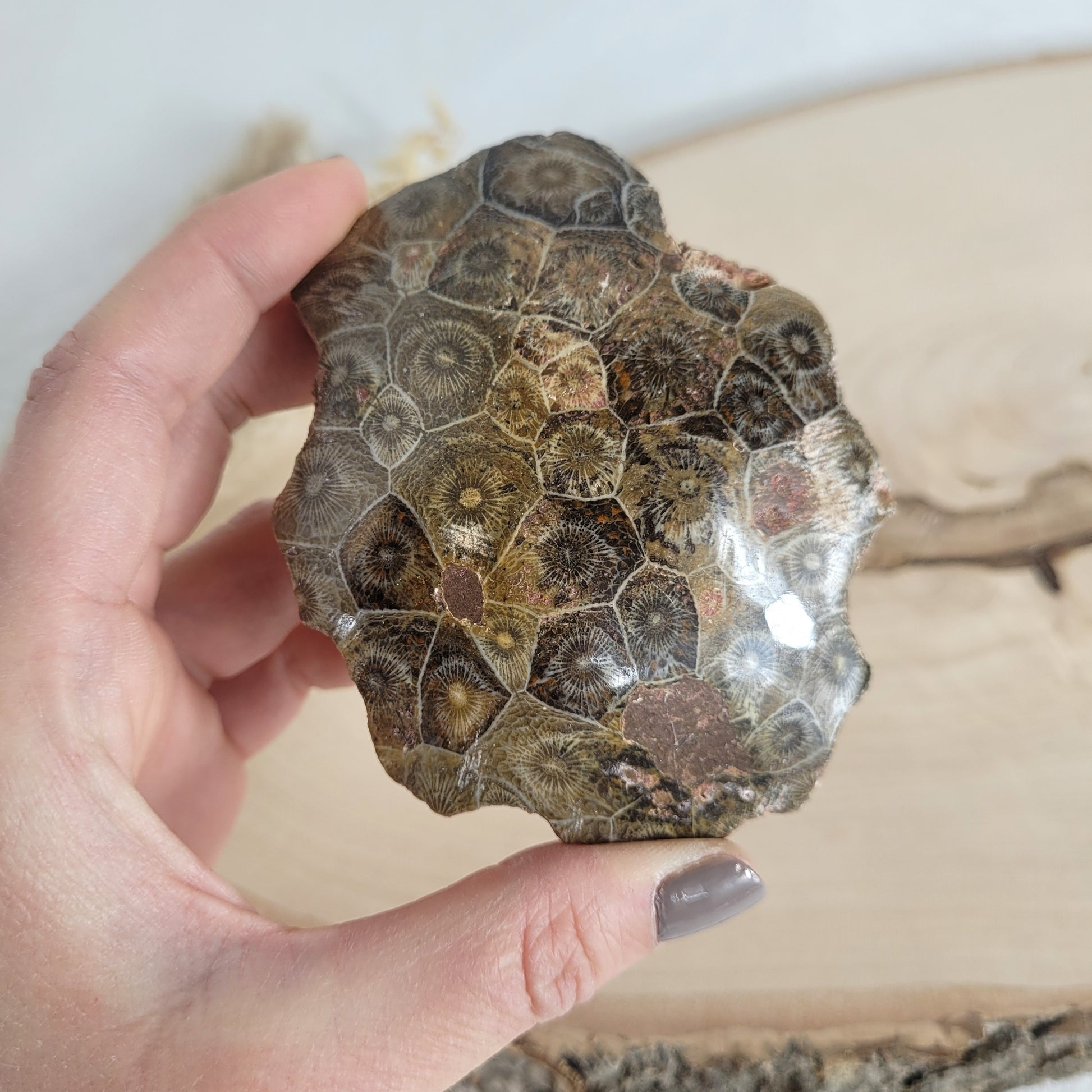 Versteinertes Korallenstück Fossil