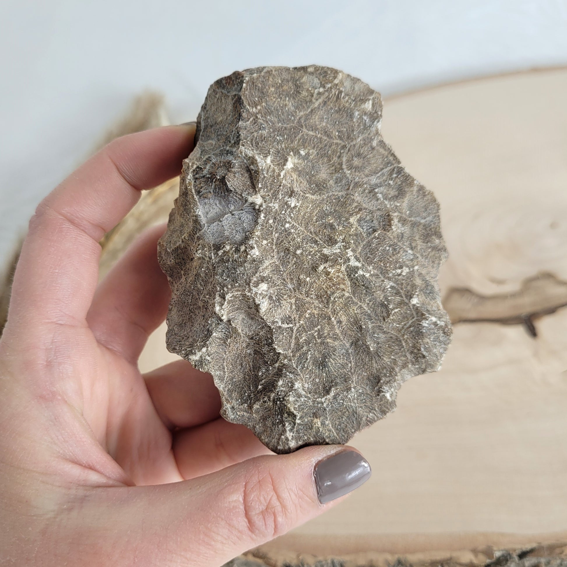 Versteinertes Korallenstück Fossil