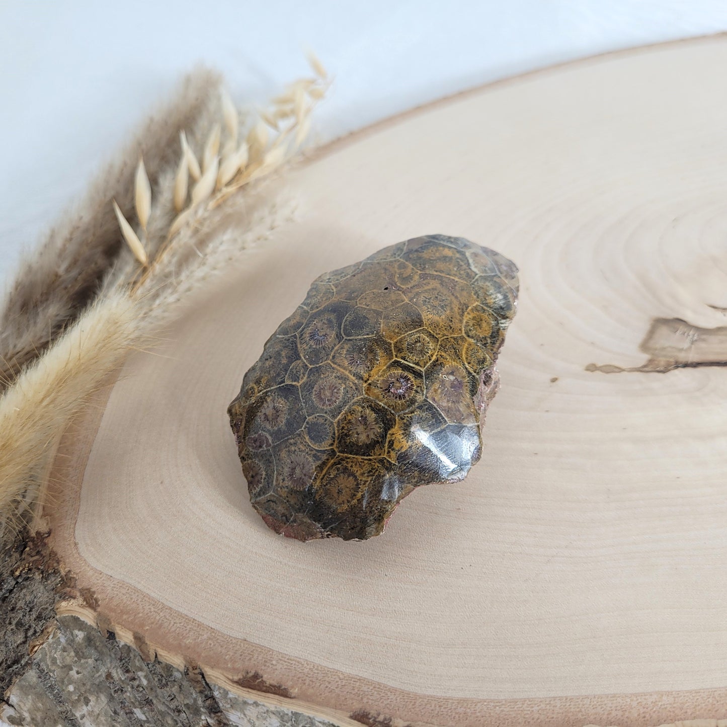 Versteinertes Korallenstück Fossilie