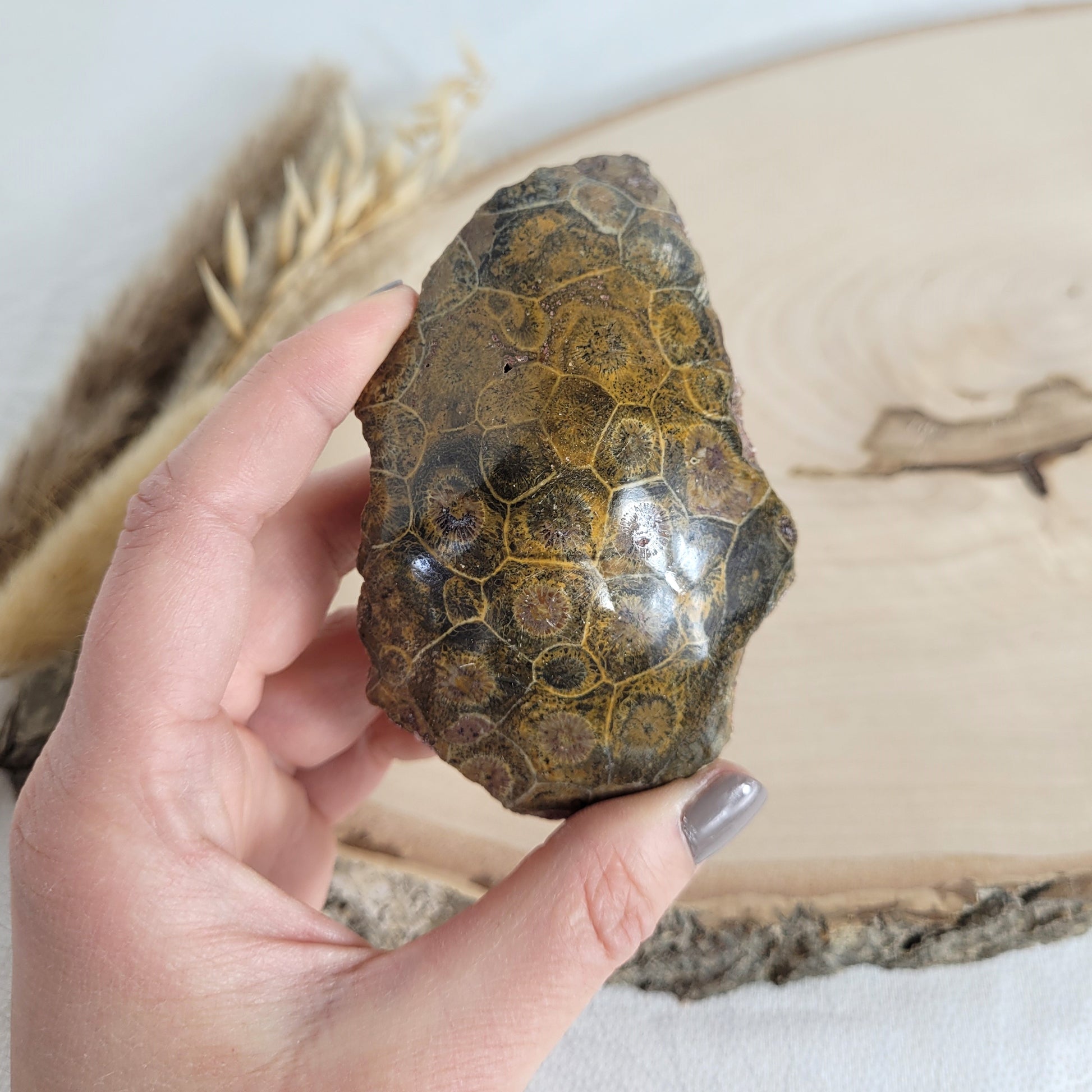 Versteinertes Korallenstück Fossilie