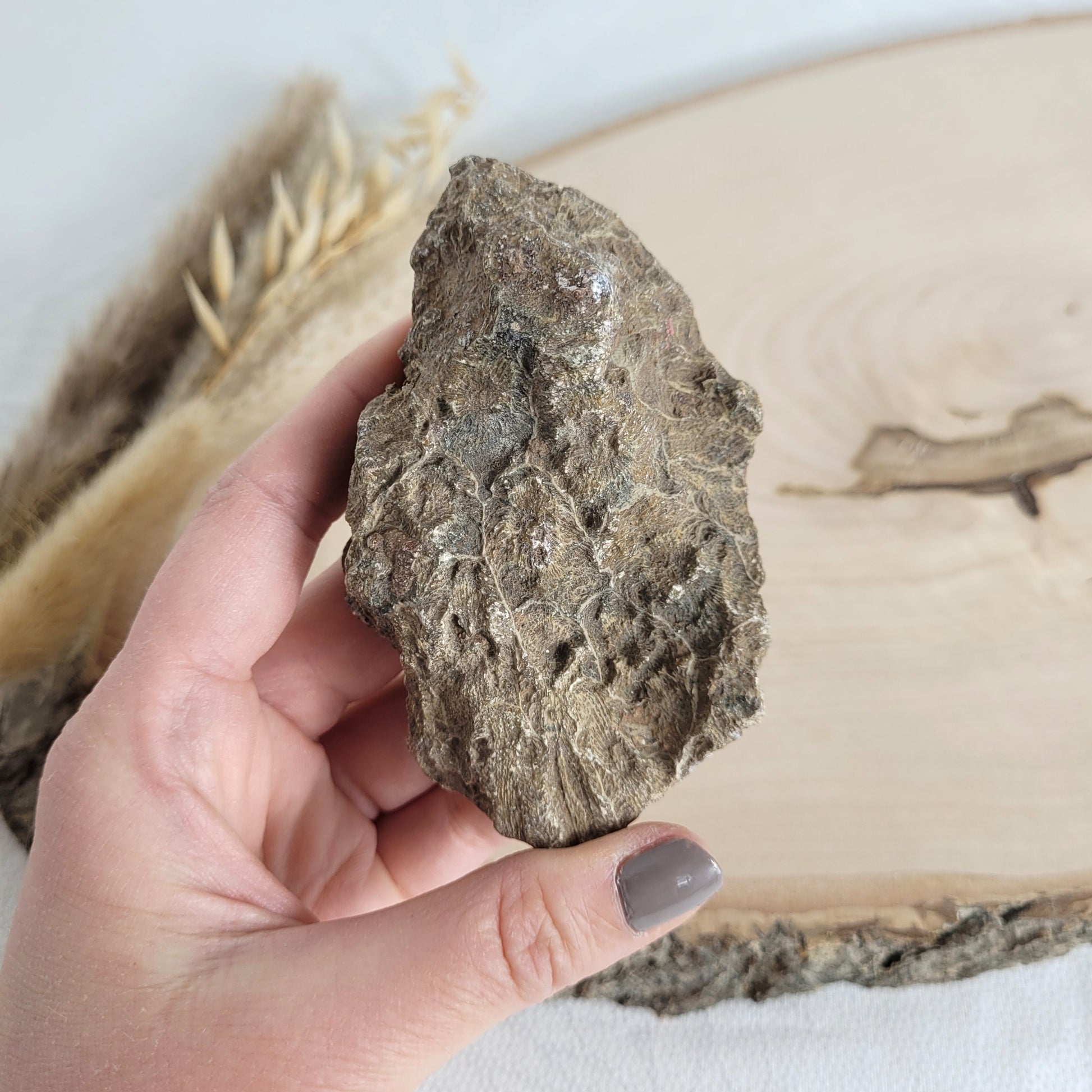 Versteinertes Korallenstück Fossilie