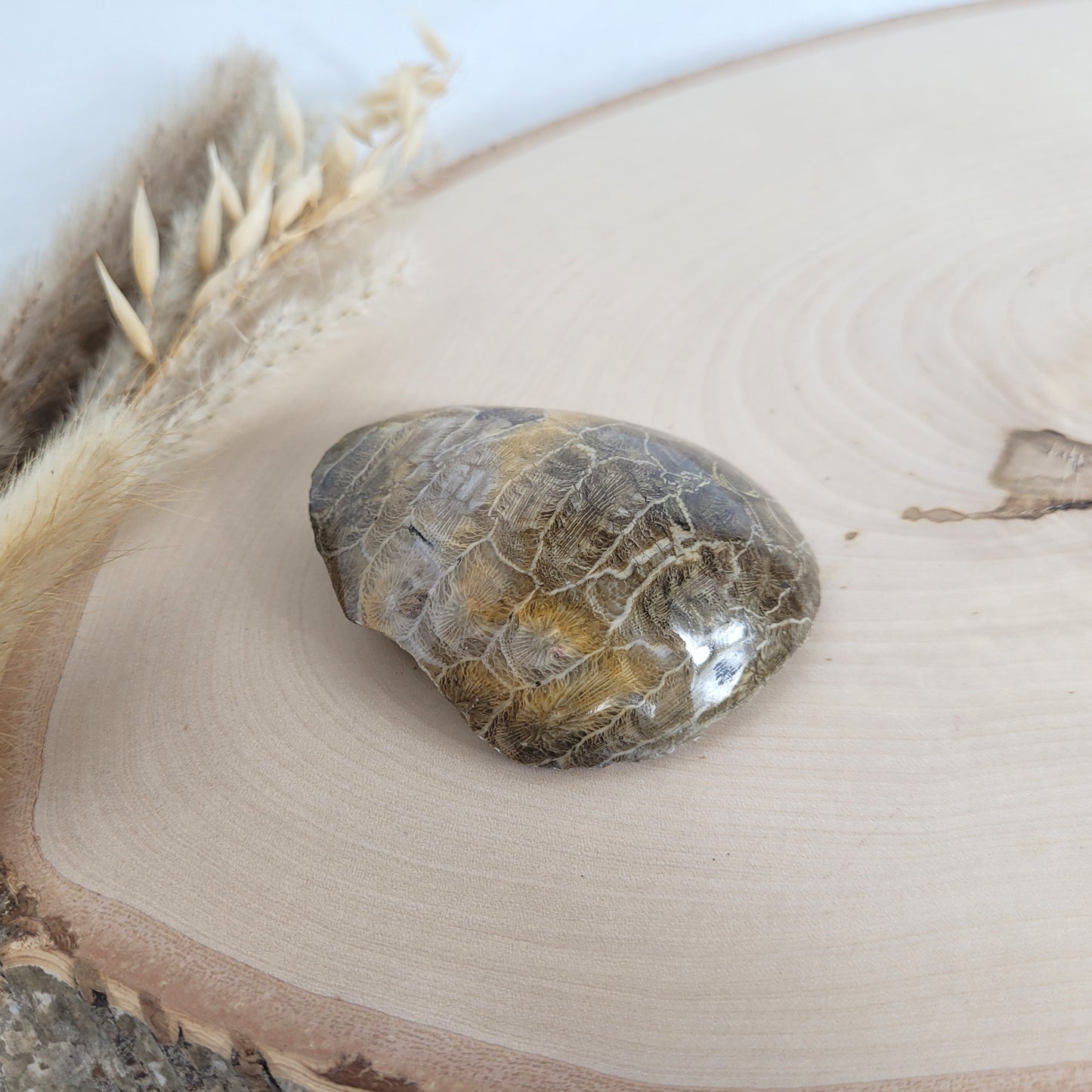 Versteinertes Korallenstück Fossil