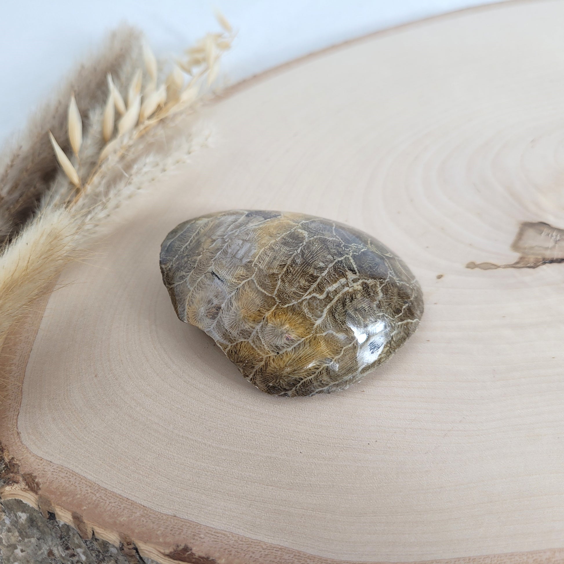 Versteinertes Korallenstück Fossil